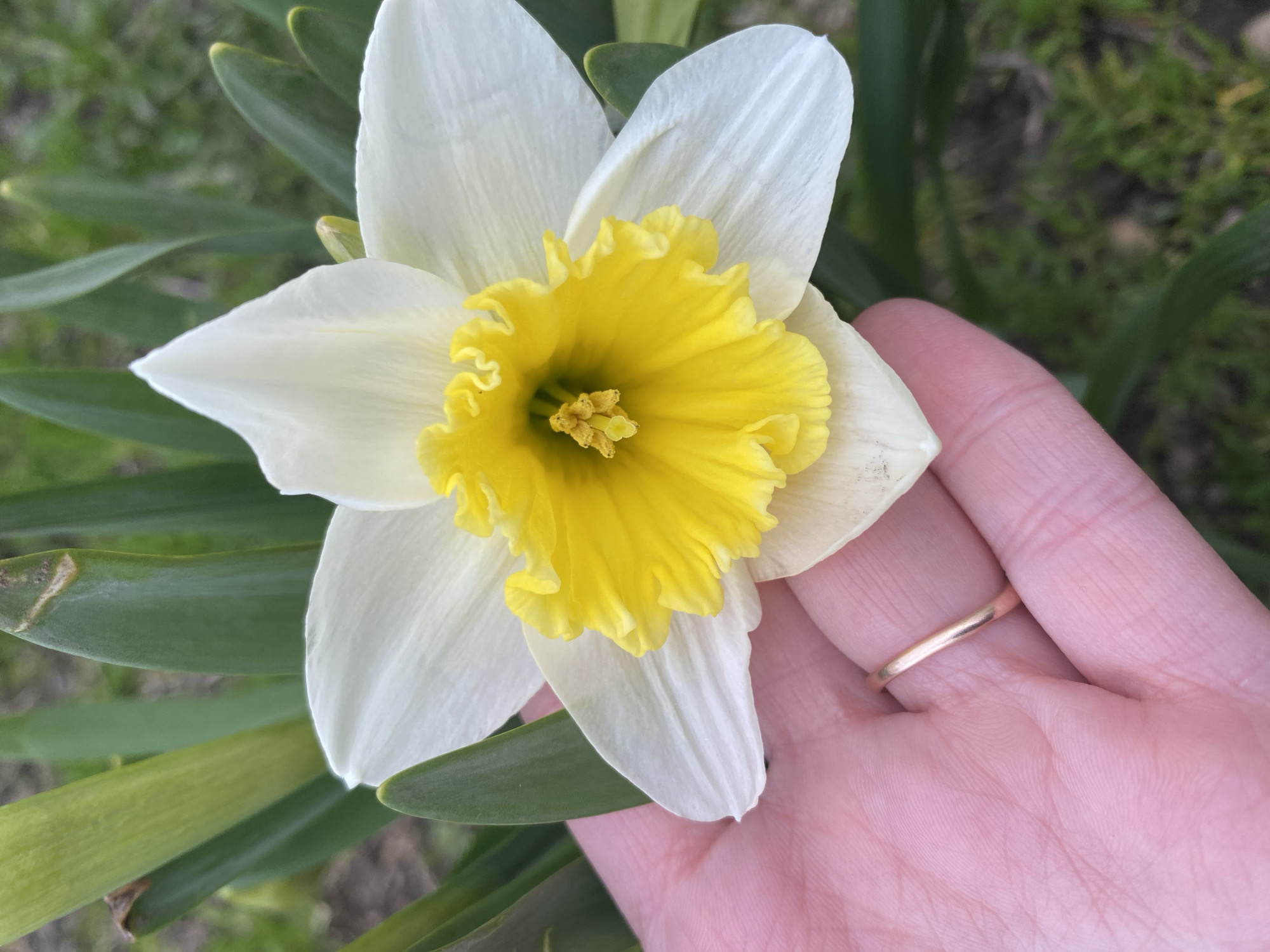 The image presents a close-up view of a single, vibrant daffodil flower (Narcissus) set against a soft, blurred green background of foliage. The daffodil displays prominent white petals (perianth) that surround a deeply ruffled, bright yellow trumpet (corona). The inner details of the flower's reproductive organs are visible within the yellow cup.
A light-skinned human hand is partially visible on the right side of the frame, gently supporting or touching the flower from below. A simple, thin golden ring is worn on one of the fingers. The background elements, consisting of various shades of green leaves and plant matter, are out of focus, drawing attention to the flower and hand.
The scene appears to be outdoors, likely in a garden or natural setting, under bright, natural daylight, suggesting a daytime shot. The overall impression is one of appreciating the beauty of nature, possibly during spring or early summer. There is no visible text in the image. This tranquil scene is situated in Chaikovsky, Russia.