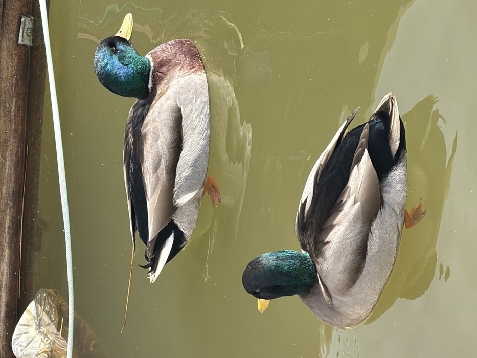 Two male mallard ducks are observed floating on a body of murky, olive-green water. The duck in the upper portion of the frame is oriented facing right, displaying its iridescent green head, a distinct white neck ring, a chestnut-brown breast, and grey flanks. Its bill is yellow. The duck in the lower portion is positioned slightly behind and below the first, facing left and slightly away, showing a similar plumage pattern with an iridescent green head and a yellow bill visible from its left side. Both ducks exhibit visible orange webbed feet partially submerged.
In the upper left quadrant of the water, a clear plastic bottle is partially submerged and floating. A light-colored rope or cord is visible on the water's surface, extending horizontally from the top left corner. A dark, rough-textured wooden structure, possibly a dock or a submerged log, is present along the top edge of the frame. The water reflects the ducks and ambient light, showing minor ripples.
The scene depicts a typical urban waterway, consistent with numerous ponds, canals, or river sections found within parks and recreational areas across Moscow, Russia, such as those in Gorky Park, VDNKh, or along the Moskva River. A precise location within Moscow is not discernible from the visual evidence.