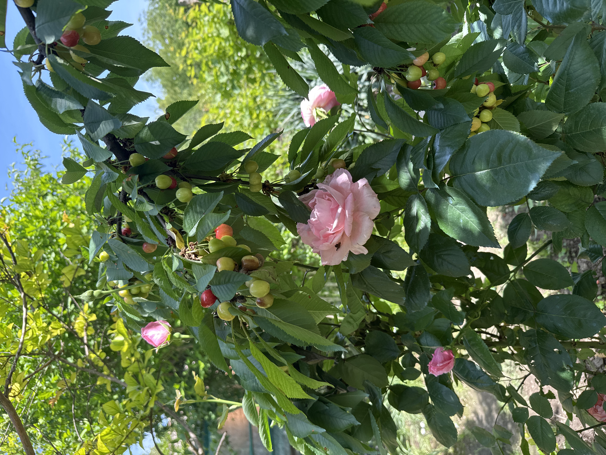 The image depicts a lush, natural scene. A branch laden with cherries in various stages of ripening, ranging from green to red, extends across the frame. Several light pink roses, some in full bloom and others as buds, are interspersed among the leaves and cherries. The background is a blur of green foliage and trees, suggesting an outdoor setting in a garden or orchard. The sky is visible in the upper left corner. The presence of both fruit and flowers on the same branch suggests a cultivated landscape. No people are visible in the scene. Information about Butan, Bulgaria, is not discernable from the image content.