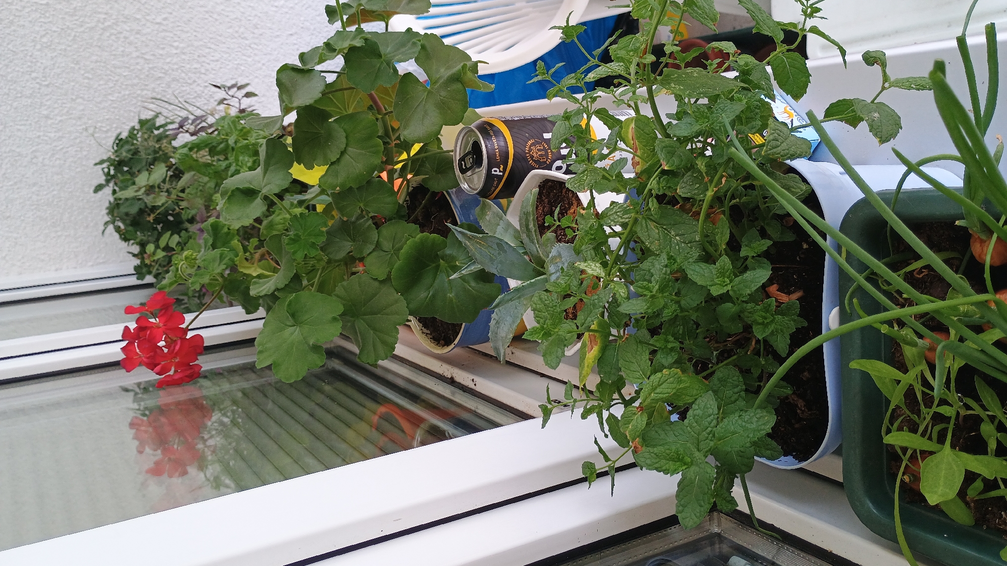 A balcony in Sokolov, Czechia, displays a variety of potted plants, including red geraniums and mint, alongside a can of Pilsner Urquell beer. The plants are arranged on a windowsill and on the balcony floor. The scene is illuminated by natural light, suggesting it is daytime. The background reveals a white textured wall and a window with blinds.