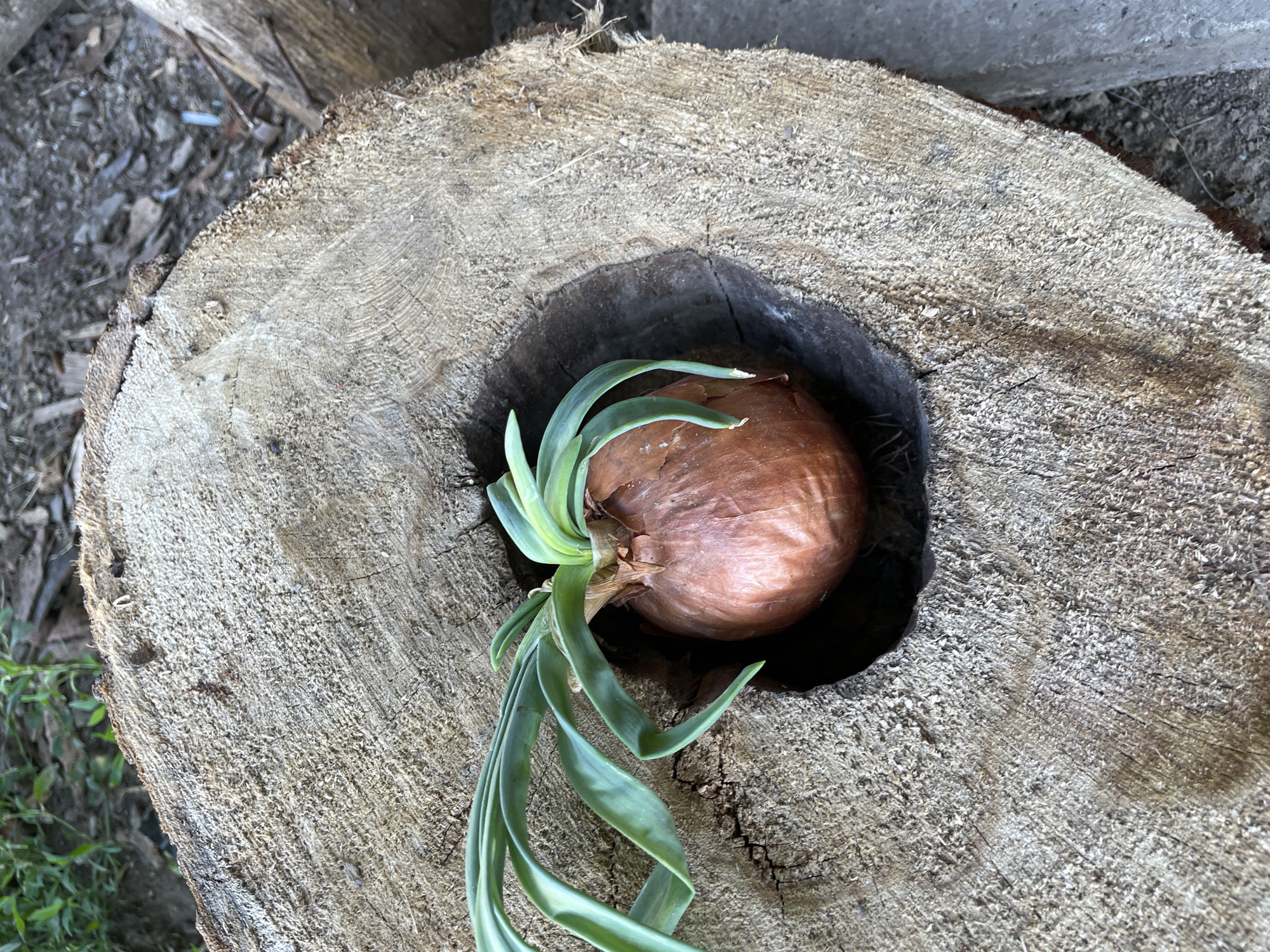 A single, brown onion with green sprouts is nestled in a circular cavity within a thick, rough-cut log. The log, displaying prominent growth rings, is resting on a gravelly surface with dried leaves and grass in the background. The scene is illuminated by natural light, casting a subtle shadow of the onion and sprouts onto the log's surface. The context of Bârnova, Romania, is not visually discernible within the provided image.