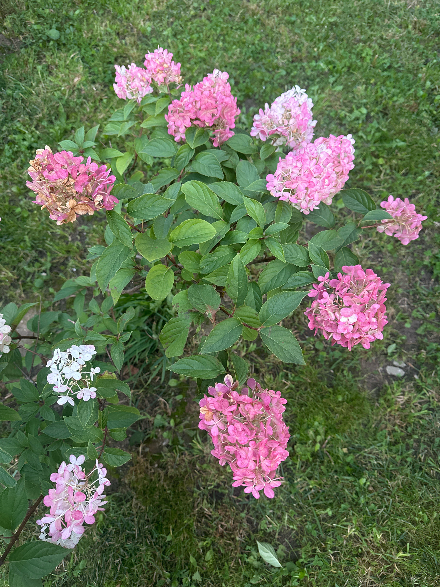 A medium shot shows a cluster of pink hydrangeas with some dried, brown flowers on a green grassy lawn in Vidnoye, Russia. The hydrangeas are in various stages of bloom, with some fully pink and others fading to a lighter shade. The leaves are a deep green and healthy. The background is a blurred expanse of grass, suggesting an outdoor setting. No people are visible in the image. The lighting indicates it is daytime.
