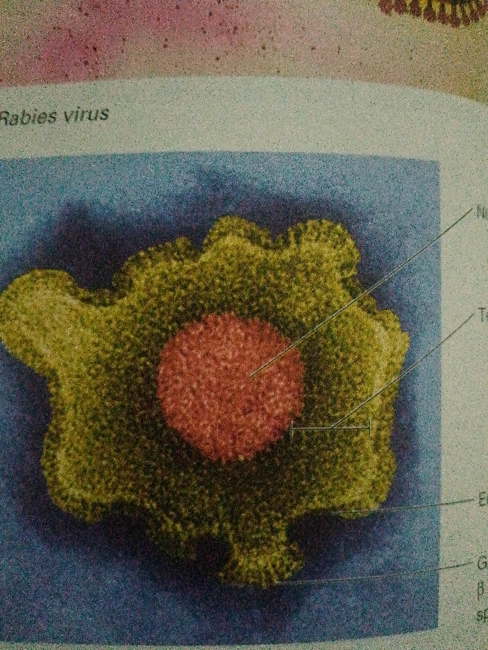 The image shows a microscopic view of the rabies virus. The virus appears to have a central, rounded core colored in red, surrounded by an outer, irregular shaped structure in yellow. Labels on the right side of the image point to different components of the virus, likely indicating the nucleocapsid, the outer envelope and glycoprotein spikes. The image background is a light blue with the text "Rabies virus" visible.