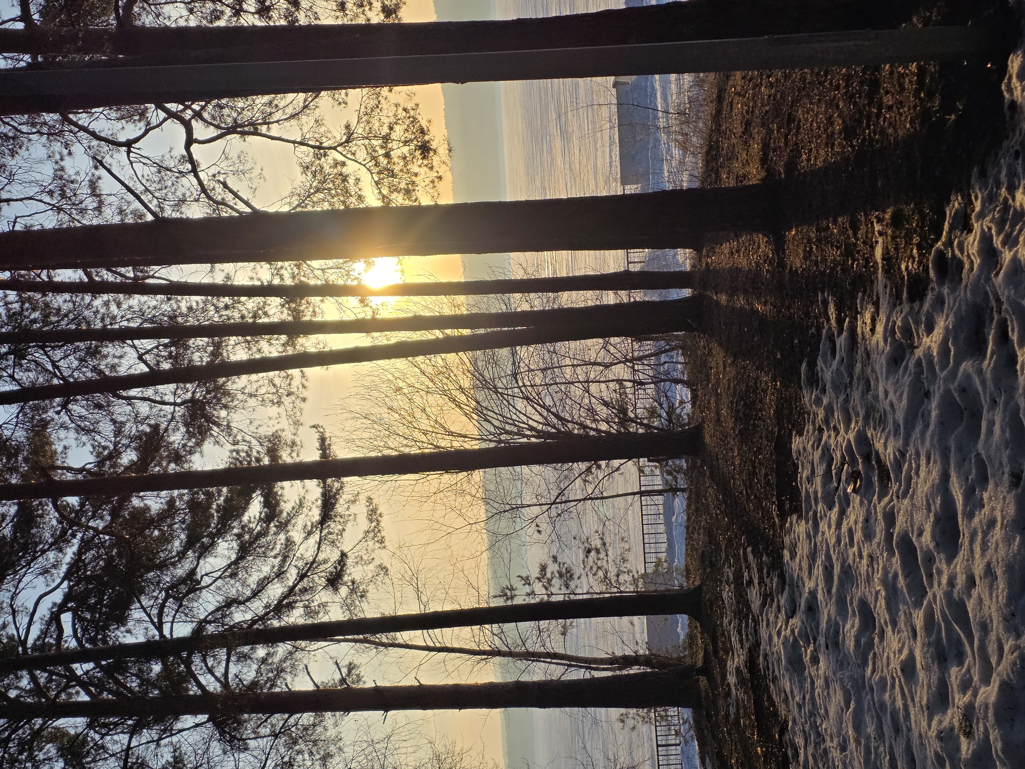 The image shows a winter scene, possibly captured in or near the city of Chaikovsky, Russia, based on the query context. The foreground consists of several pine trees, their dark trunks forming vertical lines across the frame. The sun is positioned low on the horizon, its light streaming through the trees. The background displays a frozen body of water, likely a lake or a wide river, with snow-covered banks visible on the opposite shore. On the right side of the frame, a snow-covered ground slopes upward. Bare branches of smaller trees or bushes are visible between the pine trunks. A ladder is slightly visible behind the treeline.