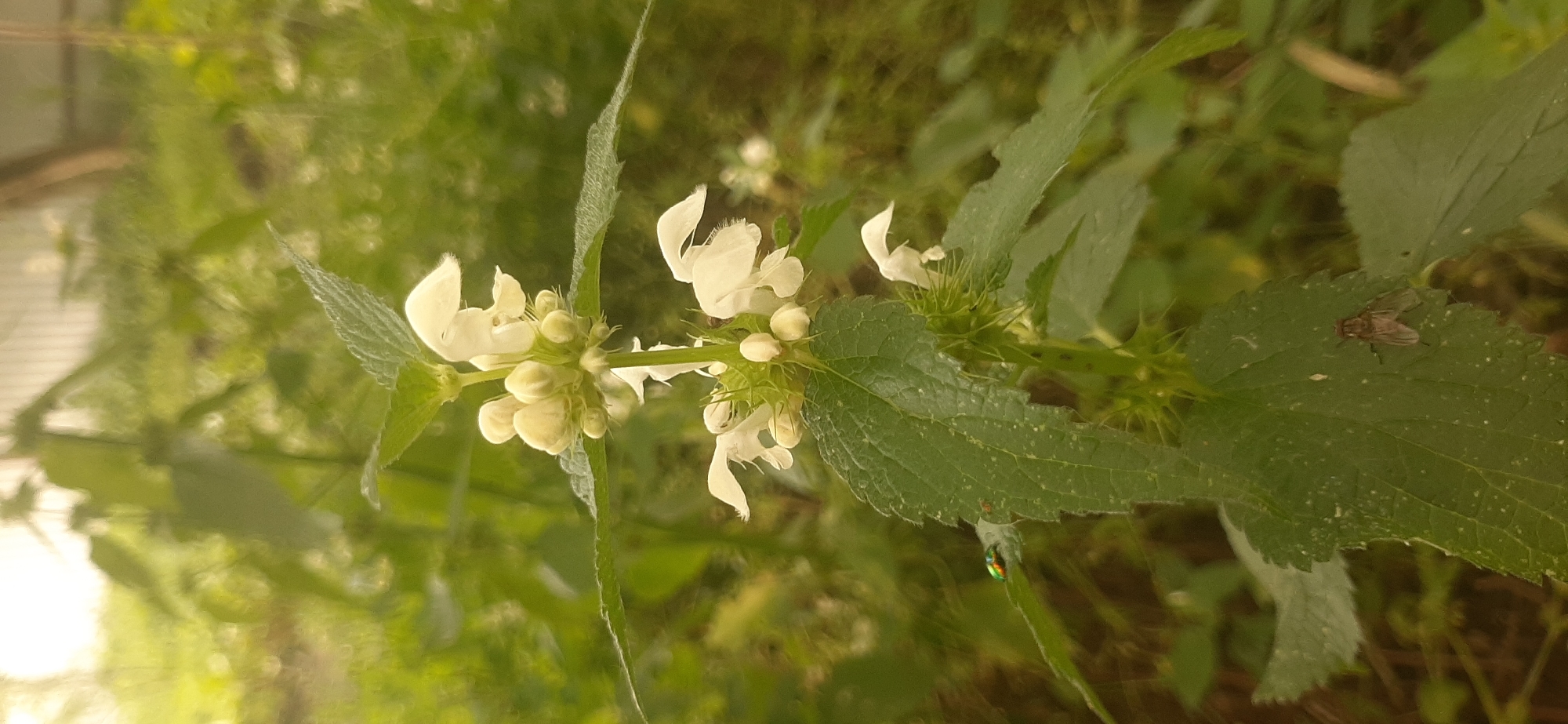 A close-up, vertical, eye-level shot features a white deadnettle plant with flowers and buds, set against a blurred green background. The plant's stem is visible, with serrated green leaves. At the bottom left, a small, iridescent green beetle is perched on a leaf. Further down on another leaf, a fly with transparent wings is resting. The environment appears to be outdoors, possibly in Yessentukskaya, Russia, characterized by lush vegetation and a soft, diffused light, suggesting a natural, unmanicured setting.