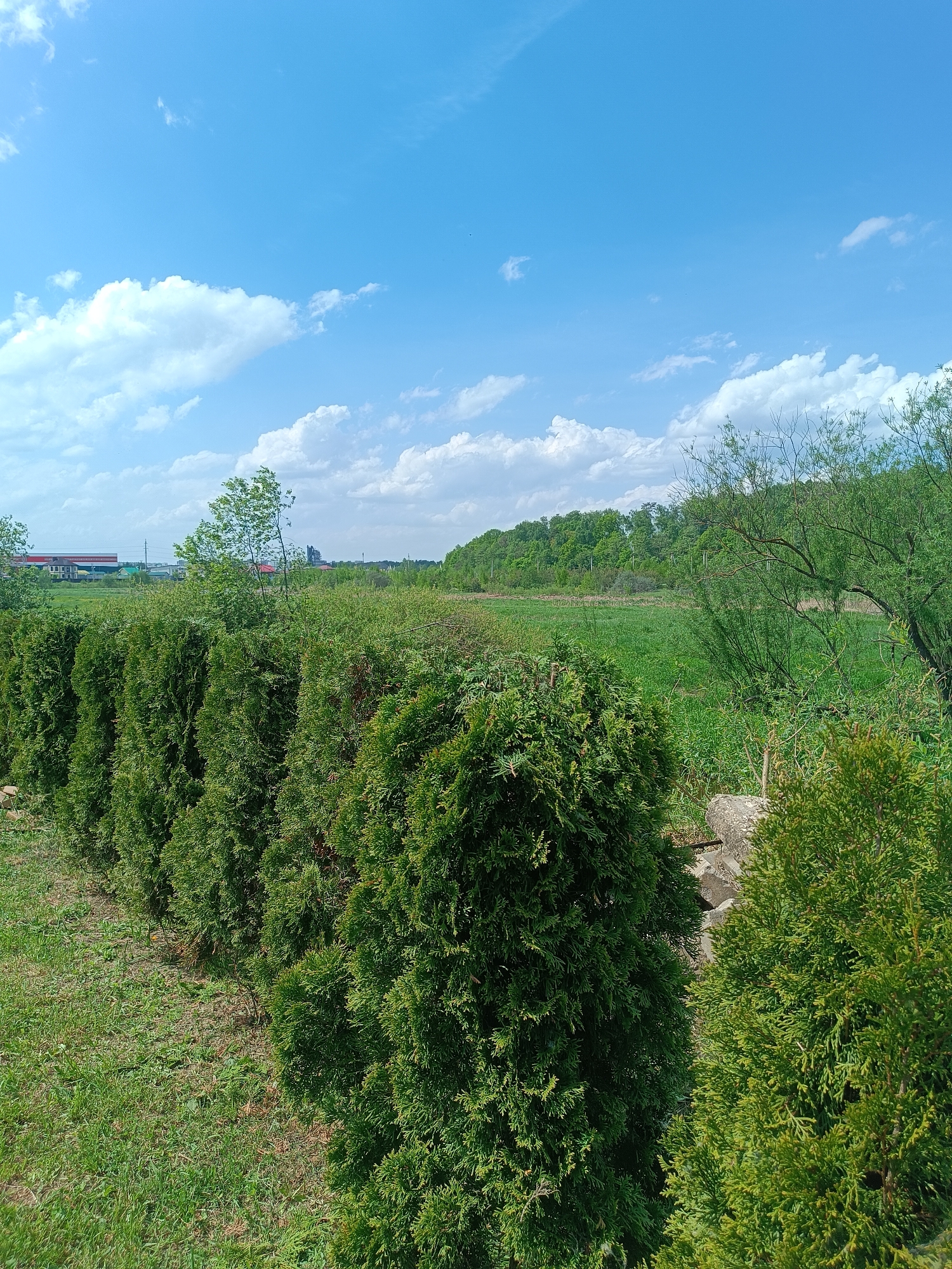 The image depicts a rural landscape in Motyakovo, Russia, under a bright blue sky with scattered white clouds. A row of dense, green, coniferous trees, likely Thuja occidentalis, forms a visual barrier in the foreground. Beyond the trees, an open field of lush green grass stretches toward a line of deciduous trees on the horizon. In the far distance, glimpses of buildings and structures, possibly part of the urban landscape of Motyakovo, are visible. A small tree with bare branches is situated near the coniferous trees. The lighting suggests a sunny day, and the overall scene evokes a sense of tranquility and natural beauty in a rural setting near the town.