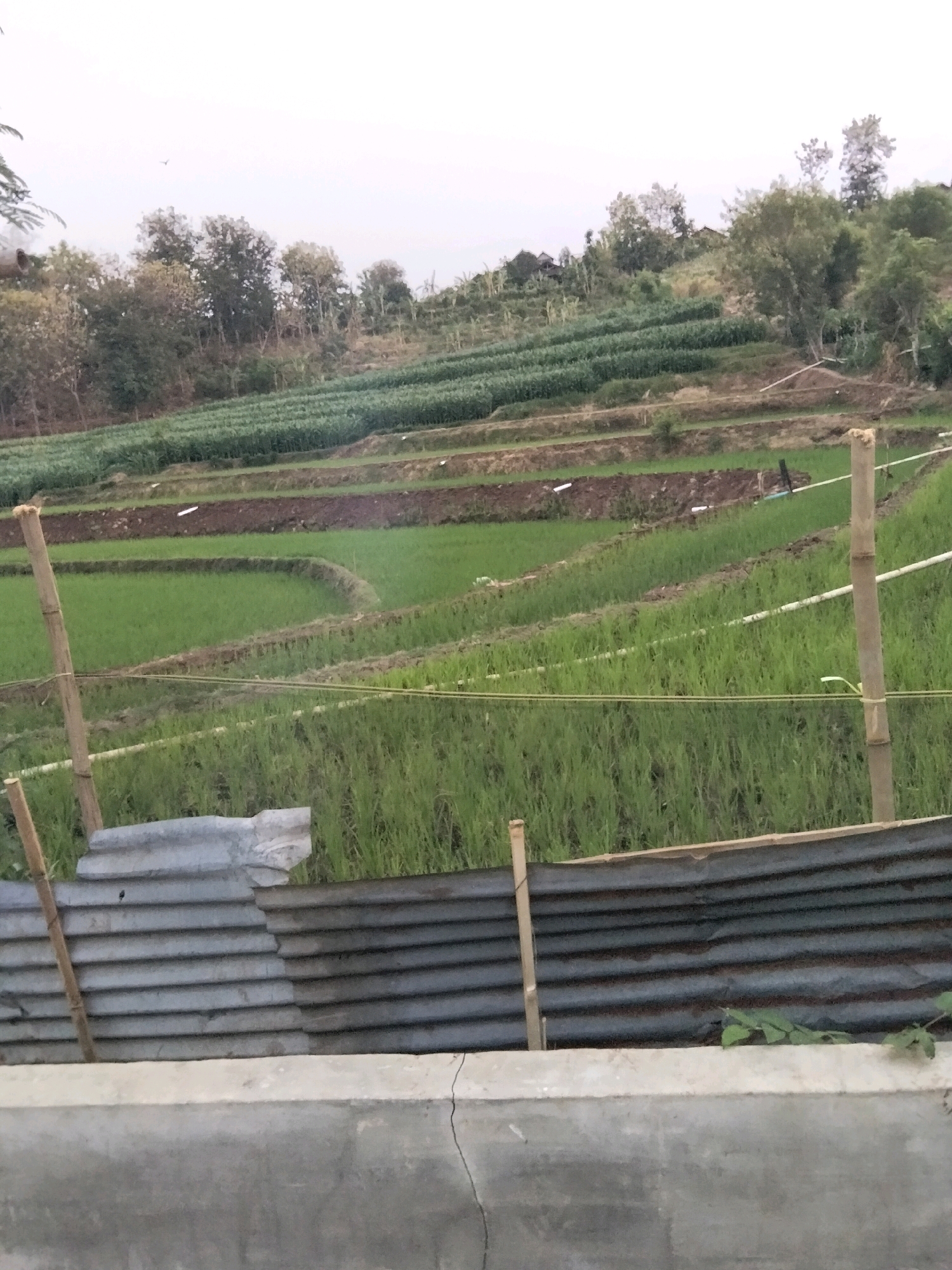 The image depicts a terraced agricultural landscape in Jenangan, Indonesia. The foreground features a low concrete structure and a corrugated metal fence, with bamboo poles acting as supports. Beyond the fence, there are meticulously arranged rice paddies and other crops, likely vegetables, on the terraced hillside. The fields are a vibrant green, indicating active cultivation. In the background, a scattering of trees and some distant houses are visible on the higher slopes of the terrain. The sky is overcast, suggesting a diffused light condition. There are no people visible in the image. The scene is tranquil and showcases traditional farming practices.