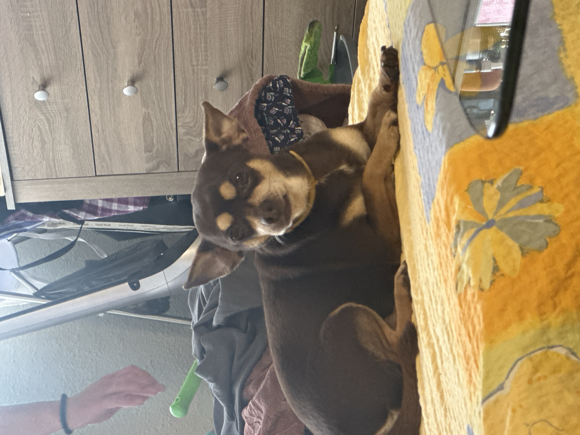 The image shows a small brown and tan chihuahua lying on a yellow and blue floral patterned blanket. The dog has large ears and is wearing a yellow collar. In the background, there is a wooden dresser with several drawers and knobs. To the left of the dresser, there is a laundry rack with various items of clothing and a green toy. A person's arm with a black bracelet is visible on the far left of the image. The scene appears to be indoors, possibly in a bedroom, with natural light coming from the left. There is no identifiable location information for Sofia, Bulgaria within the image.