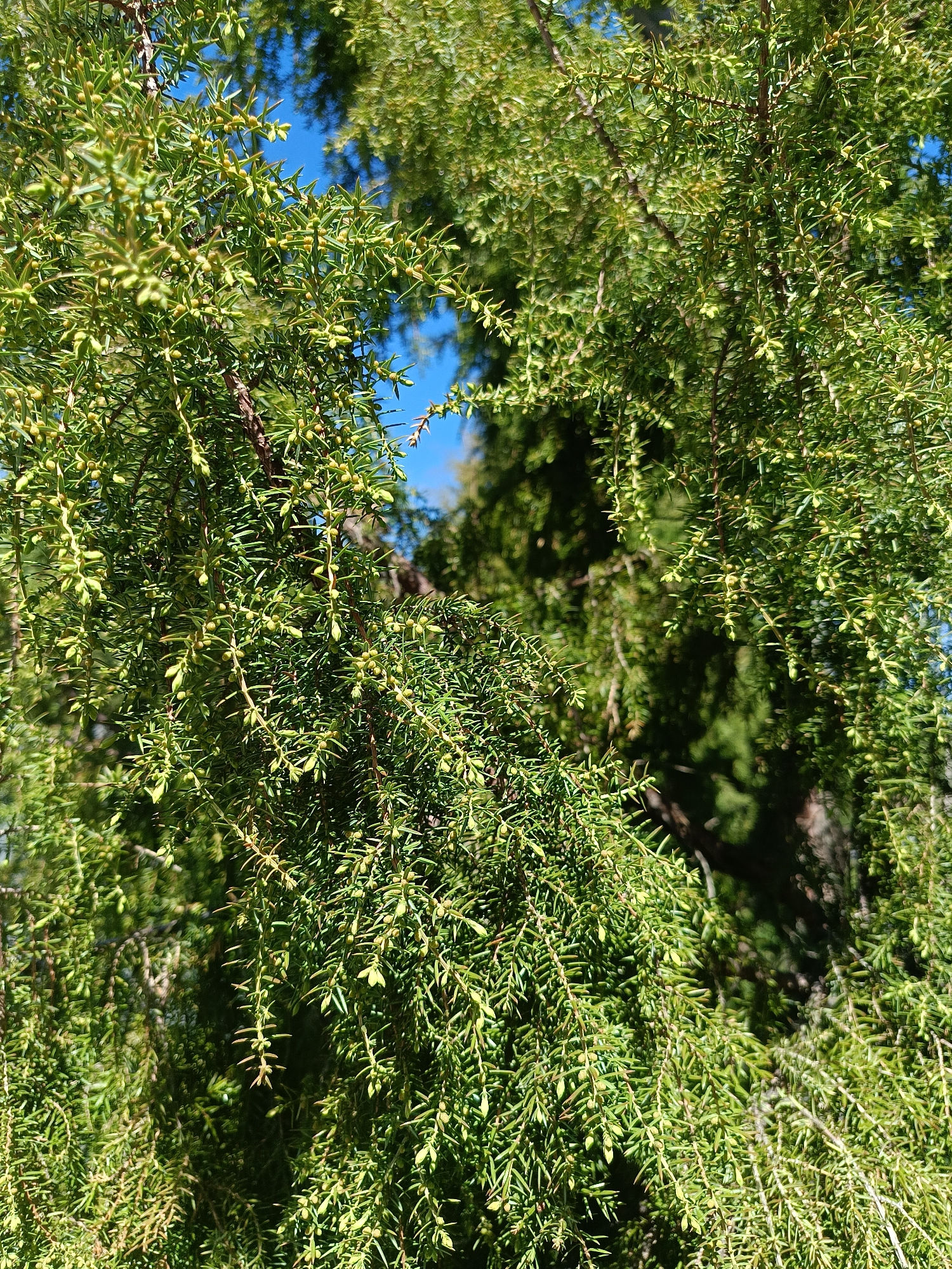 The image shows a close-up view of a coniferous tree, likely a Juniper, with dense green foliage and small, berry-like cones. Sunlight filters through the branches, creating dappled lighting on the leaves. The background reveals glimpses of blue sky and other green foliage, suggesting an outdoor setting. There is no indication of location in the city of Chaikovsky, Russia, or any specific elements that would suggest its presence in this photograph. No people, subjects, objects, actions, or interactions are visible.