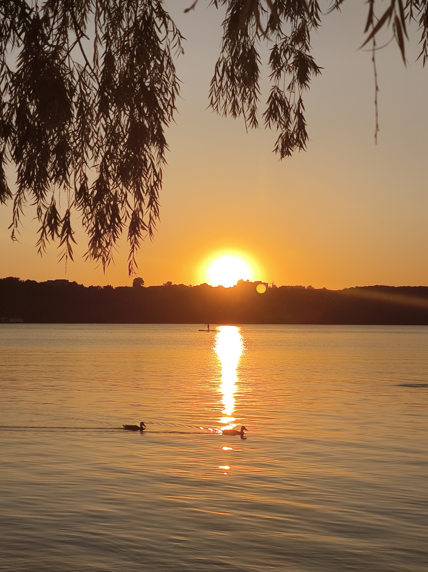 The image depicts a serene sunset over a body of water, likely Ternopil Lake in Ternopil, Ukraine, given the context. In the foreground, weeping willow branches hang from the top of the frame, silhouetted against the warm, orange sky. The sun, a bright orb, is setting behind a dark, silhouetted treeline and the cityscape on the horizon. A strong reflection of the sun shimmers on the rippling surface of the water. In the middle ground, a lone figure stands on a paddleboard in the distance. Closer to the viewer, two ducks are swimming, creating small wakes as they move across the water. The overall atmosphere is peaceful and tranquil, characteristic of a lakeside sunset.