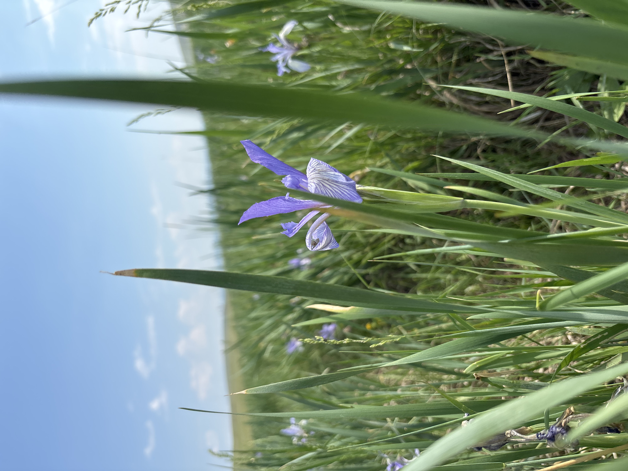 This is a close-up, ground-level photograph of a field of wild irises under a bright blue sky with scattered clouds. The foreground is dominated by tall green grass blades, some of which are out of focus and partially obscure the view. In the mid-ground, a single, vibrant purple iris flower stands out, its delicate petals detailed with fine white stripes. Several other smaller, pale purple irises are scattered throughout the field, some in focus and others blurred by distance. The background consists of rolling green hills, likely part of the natural landscape surrounding Троицкое, Russia. The overall impression is one of natural beauty and a serene summer day.