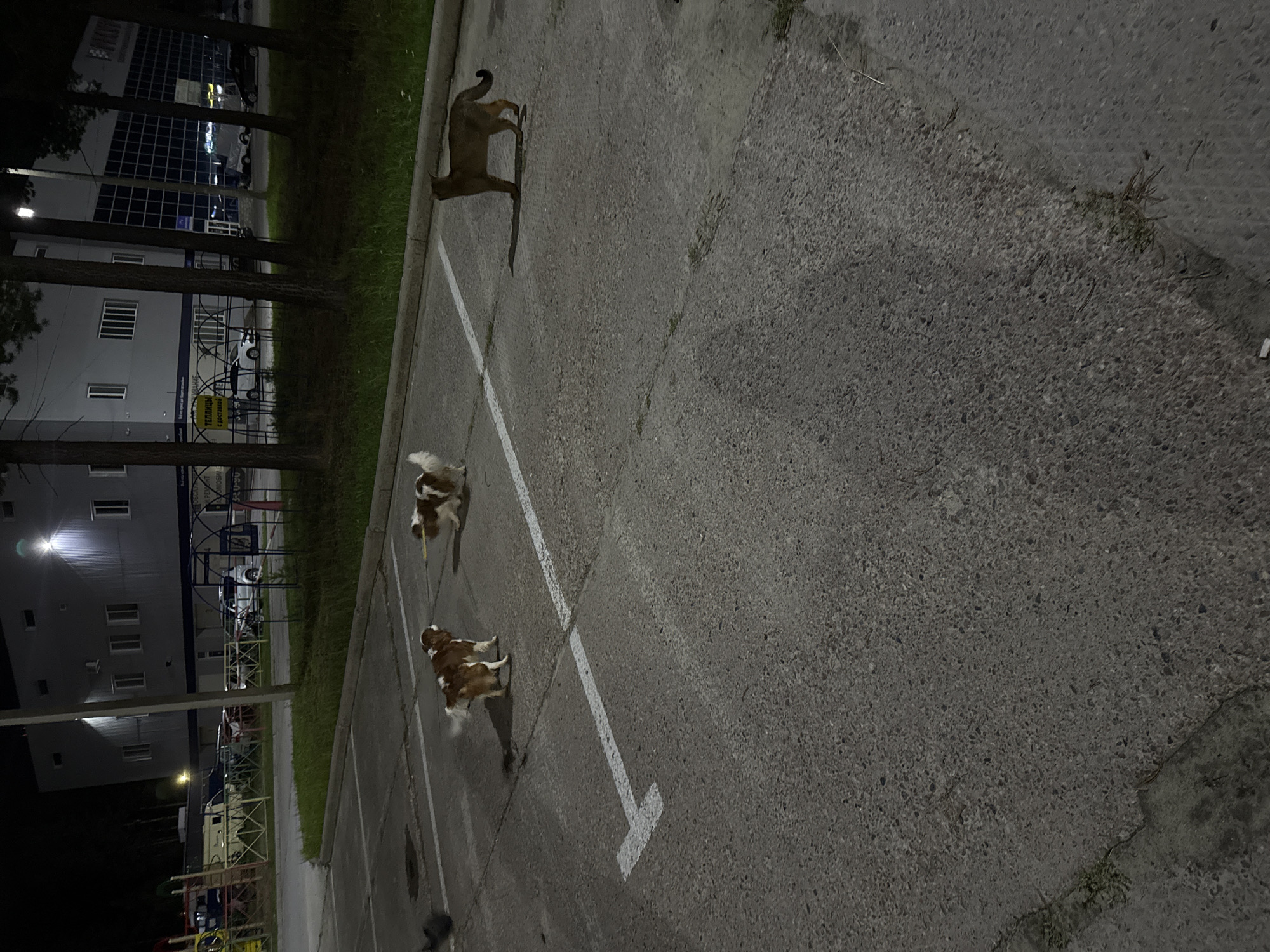 The image depicts a parking lot at night in Sovetskiy, Russia, with a building in the background. Three dogs and a cat are present. Two dogs, one with brown and white markings and another with similar coloring, are in the foreground. The brown and white dog appears to be on a leash held by an unseen person. A tan-colored cat stands to the right of the dogs, facing away from the camera. The parking lot is paved and marked with white lines, and there is a grassy area with trees bordering the lot. The building in the background is a modern structure with multiple windows, and some vehicles are visible in the distance. The lighting suggests artificial illumination from the building and possibly streetlights.