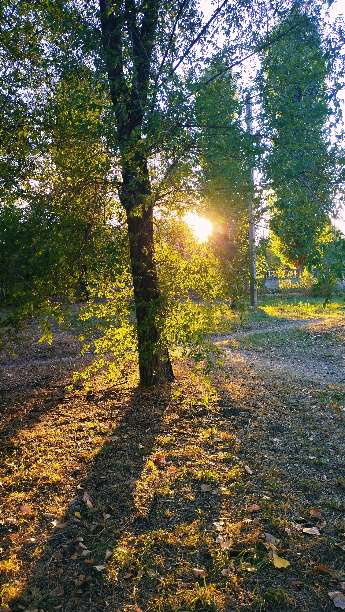 The image depicts a sunlit scene in Horishni Plavni, Ukraine, likely an outdoor area with sparse vegetation and a gravel path. A mature tree, its trunk dark and textured, stands prominently in the mid-ground, its branches adorned with green leaves that are illuminated by the low-angled sun. The sunlight streams through the foliage, casting long, dramatic shadows across the ground, which is covered in dry grass, fallen leaves, and loose earth. In the background, a utility pole and a fence are visible, suggesting proximity to a residential or industrial area. The overall atmosphere is tranquil, with the golden light of sunset creating a warm and serene ambiance. No people or specific actions are depicted in the scene.