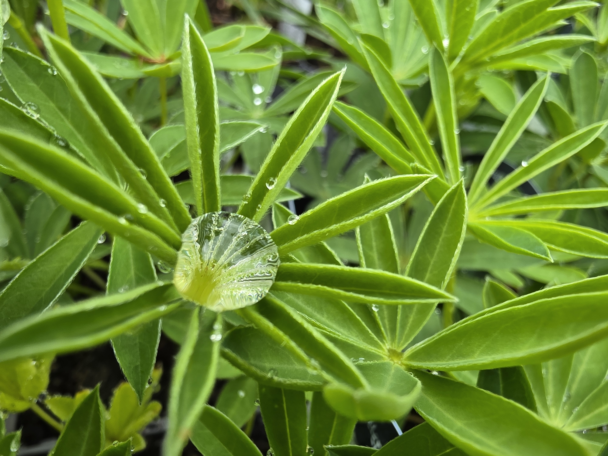 A close-up shot captures a cluster of vibrant green leaves, possibly lupine or a similar foliage type, covered with water droplets. The most prominent droplet, centrally located on a leaf cluster, distorts the image of the foliage behind it, creating a lens-like effect. Smaller droplets are scattered across the surface of the leaves. The plant is in focus, while the background is slightly blurred. The location is unknown and cannot be determined from the information available.