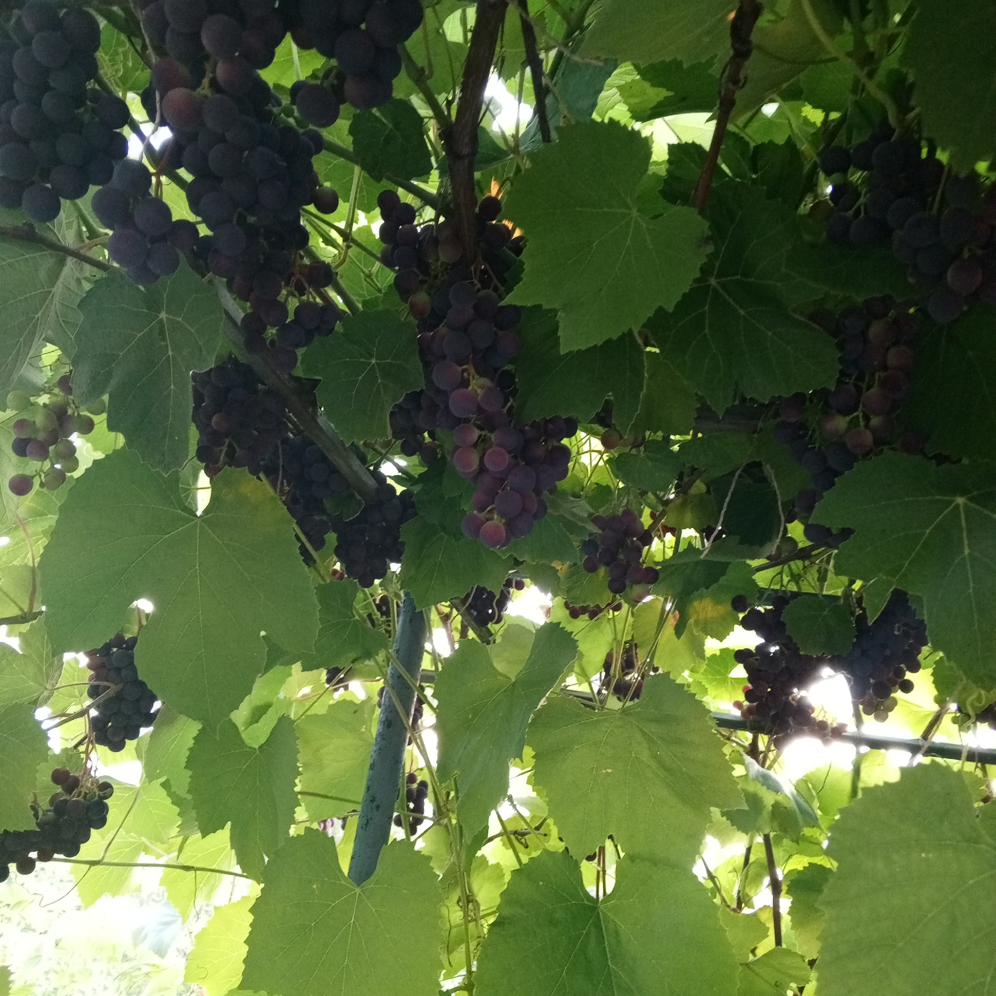 The image depicts a close-up, low-angle view of a grape vine heavy with ripe, dark purple grapes. The grapes are clustered together, some appearing plump and shiny, while others are slightly more muted in color. Large, green grape leaves, with their characteristic lobed shape and prominent veins, are scattered throughout the frame, partially obscuring the clusters of fruit. Sunlight filters through the leaves and grapes, creating bright highlights and areas of shadow, suggesting an outdoor setting on a sunny day. Several thin, brown vine stems and tendrils are also visible, providing structure to the scene. There is a dark green, cylindrical object, possibly a stake or support pole, visible on the right side of the image. The overall impression is one of abundance and natural growth. The scene is set in an unspecified location in Sayanogorsk, Russia.