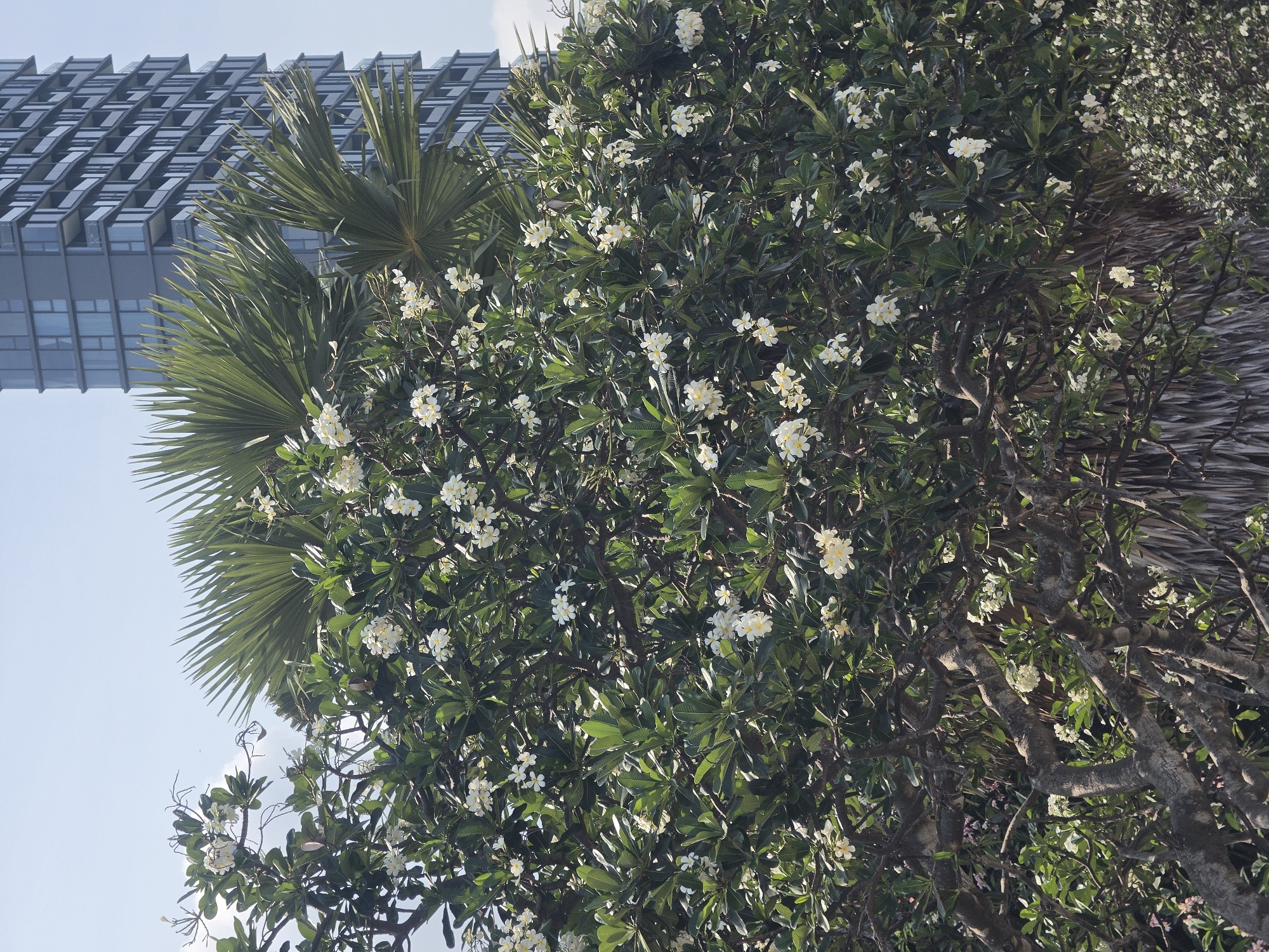 Captured in Pattaya City, Thailand, the image presents a vibrant mix of urban architecture and tropical vegetation. A modern, multi-story building with a staggered facade of glass and metal rises in the background, its geometric design contrasting sharply with the organic forms in the foreground. Dominating the view is a large, leafy tree, heavy with clusters of white and yellow plumeria flowers. Fan palm fronds extend from the tree's canopy, their radiating patterns adding another layer of texture to the scene. The sky is a pale blue, visible through the foliage and between the building's sections. Overall, the image conveys a sense of Pattaya City as a place where nature and modernity coexist.