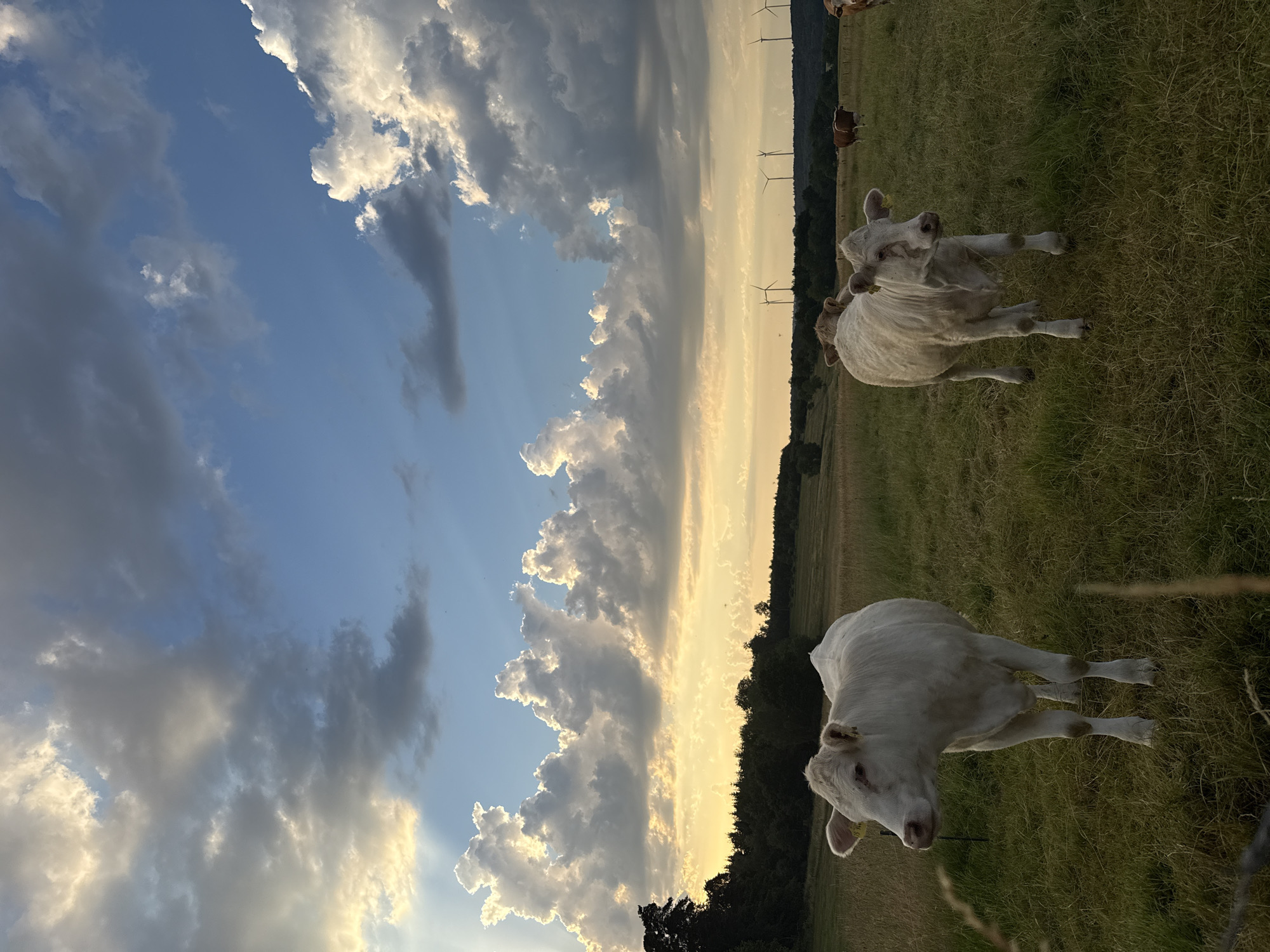 The image depicts a pastoral scene with several cattle grazing in a grassy field. The foreground features two light-colored cows standing in a field of green grass. The cow on the left is facing left, while the cow on the right is facing forward. In the background, more cows are visible, including one brown and white cow. Beyond the field, a line of trees forms a dark border against the horizon. Further in the distance, several wind turbines are present, indicating an open, possibly rural landscape. The sky is a prominent feature, filled with dramatic clouds that are illuminated by the setting sun, casting a warm golden light across the scene. The image appears to be taken in Beltershain, Germany, given the context of the location.
