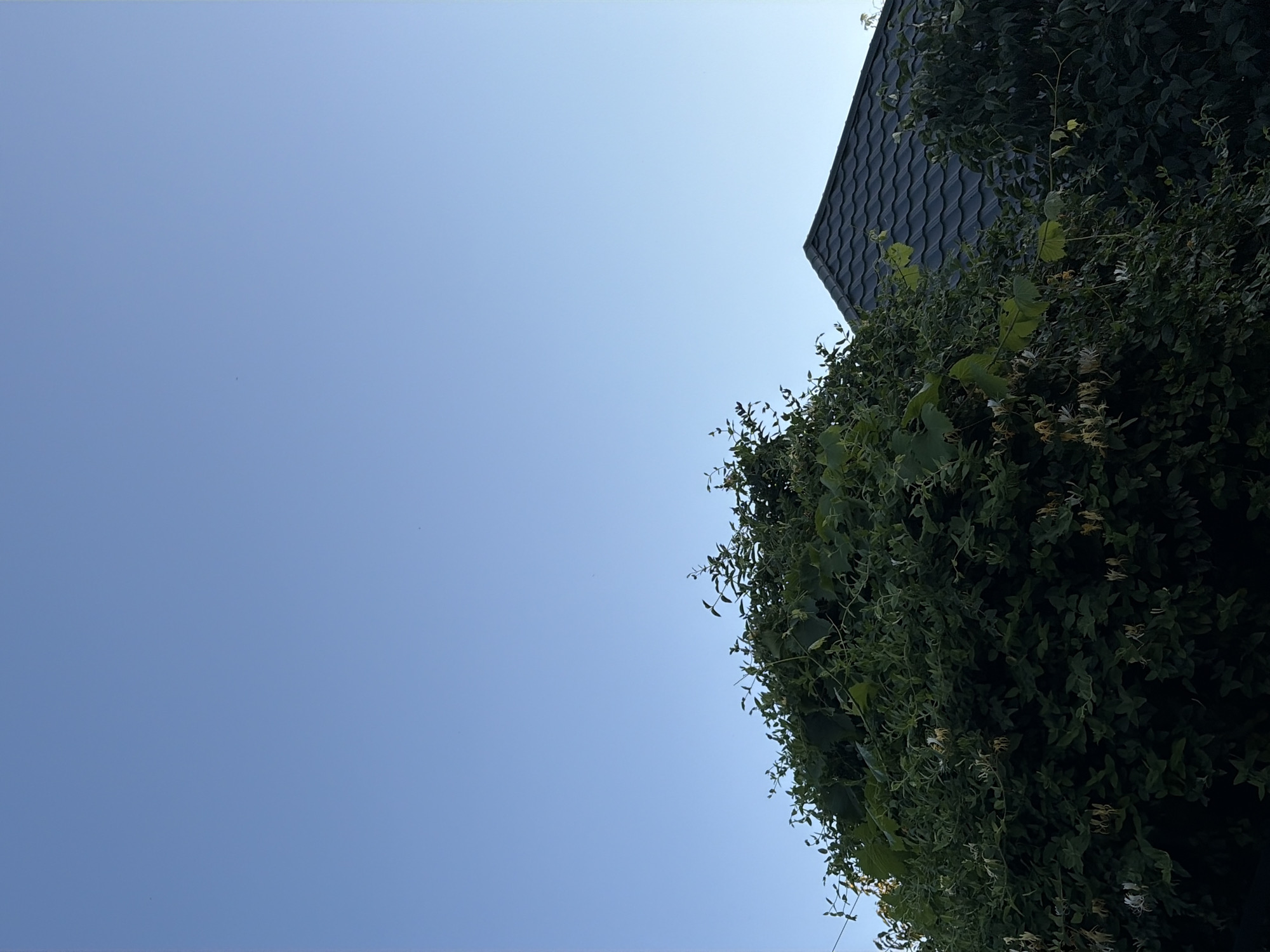 The image depicts a clear, light blue sky above a dense green bush and the dark gray, tiled roof of a house. The bush is rich with foliage and some small, pale flowers. The scene appears to be an outdoor setting, possibly a backyard or garden, given the presence of the bush and the house roof. There are no people or animals visible in the image. The overall impression is one of a peaceful, natural environment. The location is identified as Oxentea, Moldova.