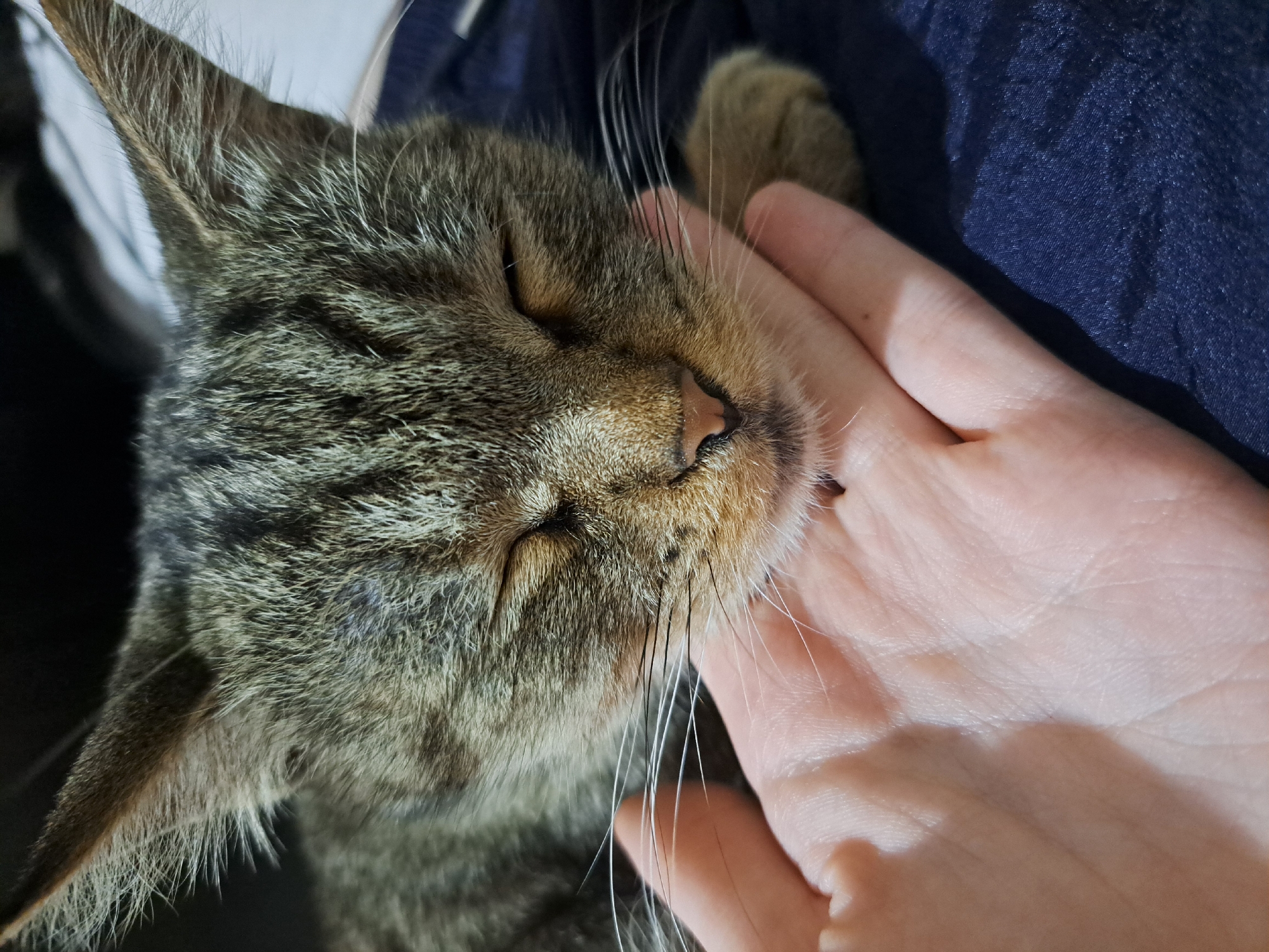 In Vypasne, Ukraine, a close-up shot shows a person's hand gently stroking the head of a tabby cat. The cat's eyes are closed, suggesting it is relaxed and enjoying the affection. The cat's fur is a mix of brown, black, and gray stripes, and its long white whiskers are visible against the person's hand. The background is dark, with hints of blue fabric and a lighter surface, possibly a blanket or bed. The lighting is soft, focusing on the interaction between the human and the animal.