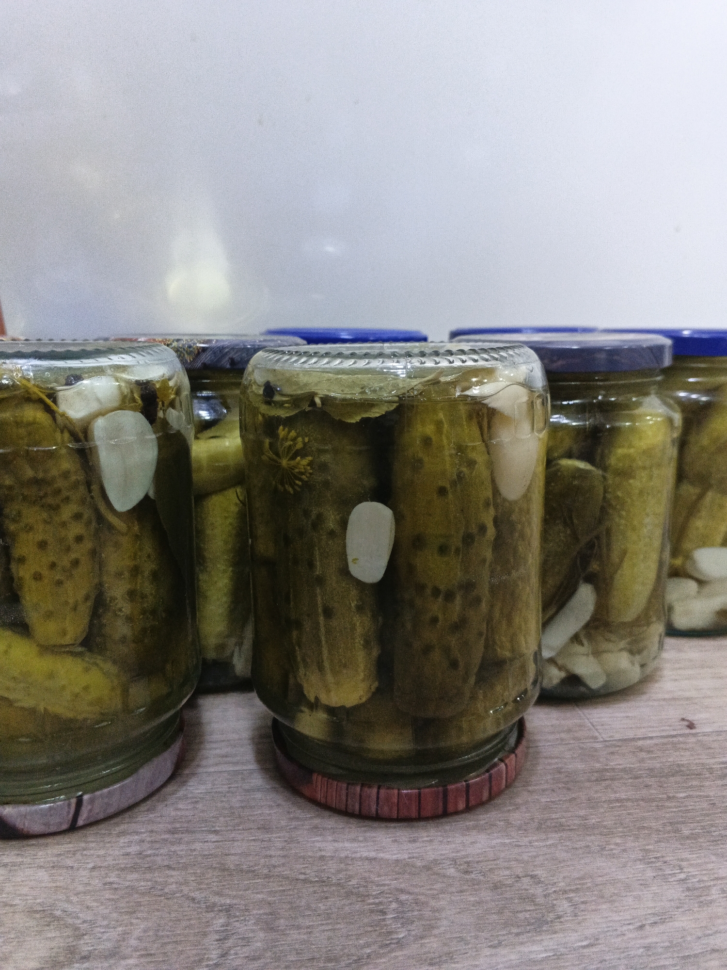 The image shows a close-up, eye-level, slightly low-angle shot of several glass jars filled with pickled cucumbers. The jars are lined up on a wooden surface, which appears to be a table. The pickled cucumbers are a deep green color and appear to be whole, with visible bumps and seeds. Some jars also contain garlic cloves and dill. The jars have blue lids and are partially filled with brine. The background is a plain white wall, softly lit, with a subtle, diffused light source creating a slight glow and reflections on the wall. The overall impression is one of homemade preserves. The location is not specified in the image, nor is it possible to infer any specific location within Medvedyovka, Russia from the visual information provided. There are no people, actions, or interactions visible in the image.