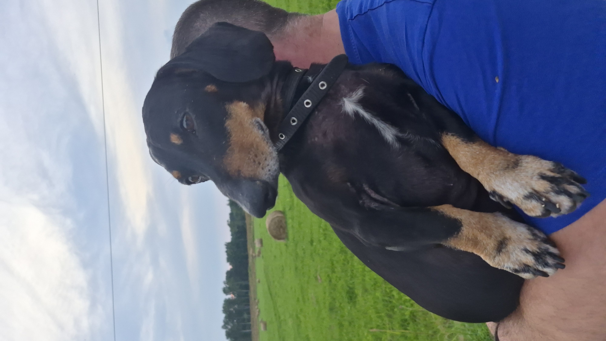 An over-the-shoulder medium shot captures a black and tan dachshund being held by a person in a blue t-shirt. The dog is positioned on the person's shoulder and chest, facing left with its head turned to look over the person's shoulder. Its paws rest on the person's leg and arm. The dog wears a black collar with silver grommets.
The background features a vast green field dotted with several round hay bales. In the distance, a line of trees marks the horizon under a pale blue sky with scattered clouds. This landscape suggests a rural setting, likely on the outskirts of a city or town. The presence of hay bales indicates it's either harvest season or a post-harvest agricultural area. The overall lighting suggests it is either early morning or late afternoon due to the soft, diffused light. The specific location of Krauja, Latvia, is not visually verifiable from the image content itself.
