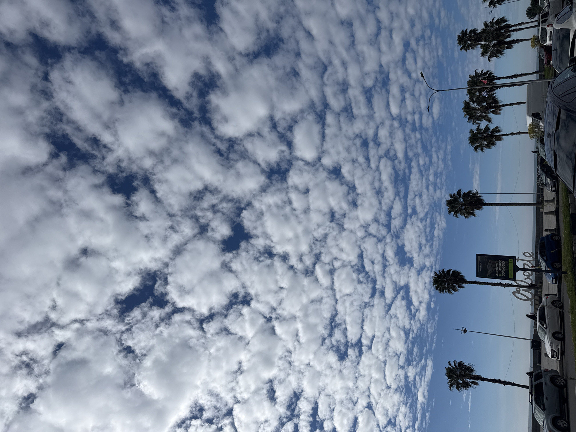 The image captures a bright daytime scene along a coastal promenade in Batumi, Georgia. The upper portion of the frame is dominated by a clear blue sky filled with numerous small, scattered white clouds, consistent with altocumulus or cumulus humilis formations. These clouds create a textured, dappled pattern across the sky.
Along the right side, a line of tall palm trees stands against the horizon, with several cars—including sedans, SUVs, and a white van—parked beneath them, suggesting a public parking area or roadside. A tall black streetlight pole with a curved arm extends upwards between the palm trees.
In the mid-ground, a prominent white artistic sculpture spells out the French word "Liberté". Adjacent to this sculpture, a dark rectangular sign is visible, displaying text in the Georgian language, along with the English word "PROGECT" at its top. In the far distance, a calm body of water, likely the Black Sea, stretches to the horizon. A few indistinct figures of people can be seen near the "Liberté" sculpture. The scene conveys a clear, pleasant day in a warm, urban coastal setting.