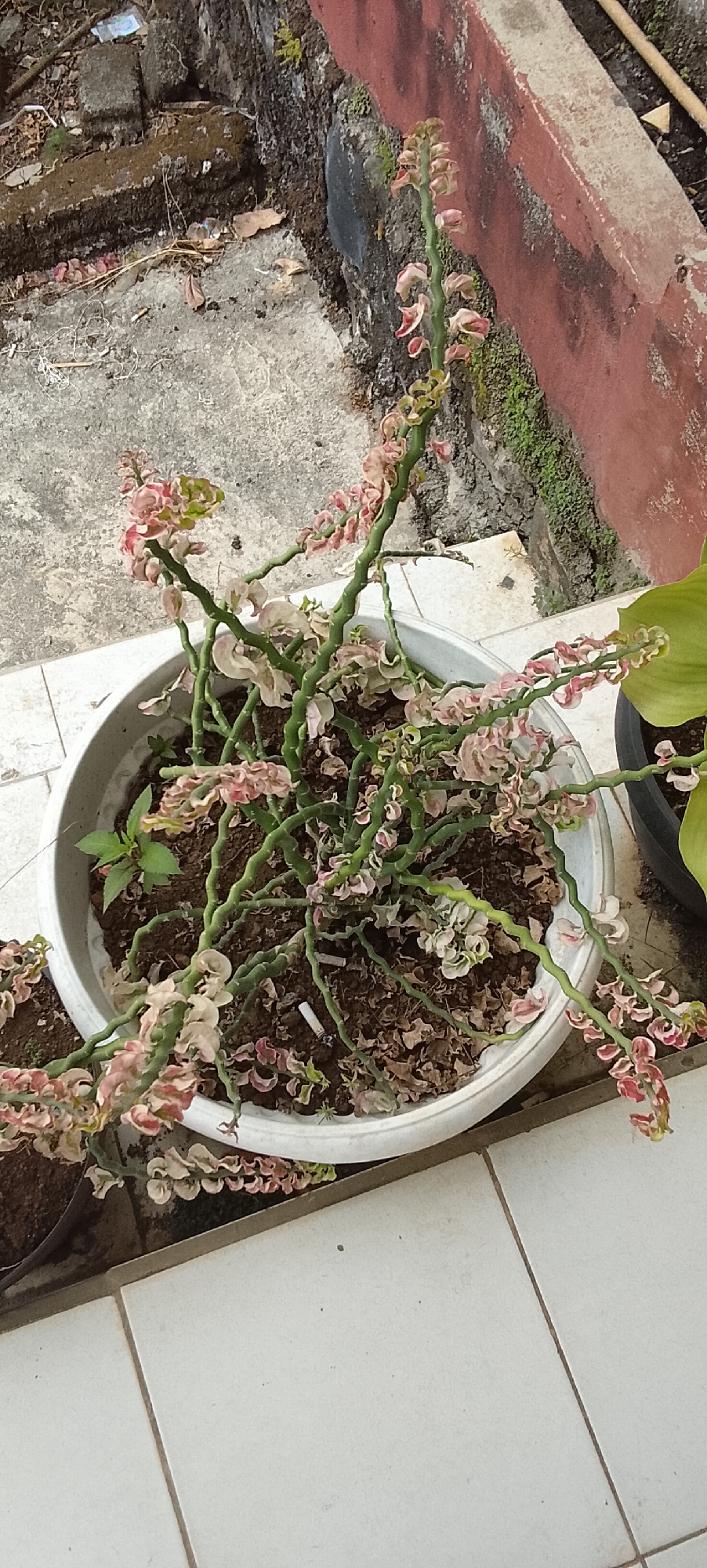 A potted plant with green, zig-zag stems and pale pink, leaf-like bracts sits on a tiled surface. The plant is in a white, round pot filled with dark soil. A discarded cigarette butt is visible in the soil. In the background, a red-colored wall and a concrete surface are present, with some greenery and debris. The scene appears to be outdoors, possibly in a residential area or a garden, and the tiles suggest a patio or walkway. The lighting indicates it is daytime. The location is Jepara, Indonesia.