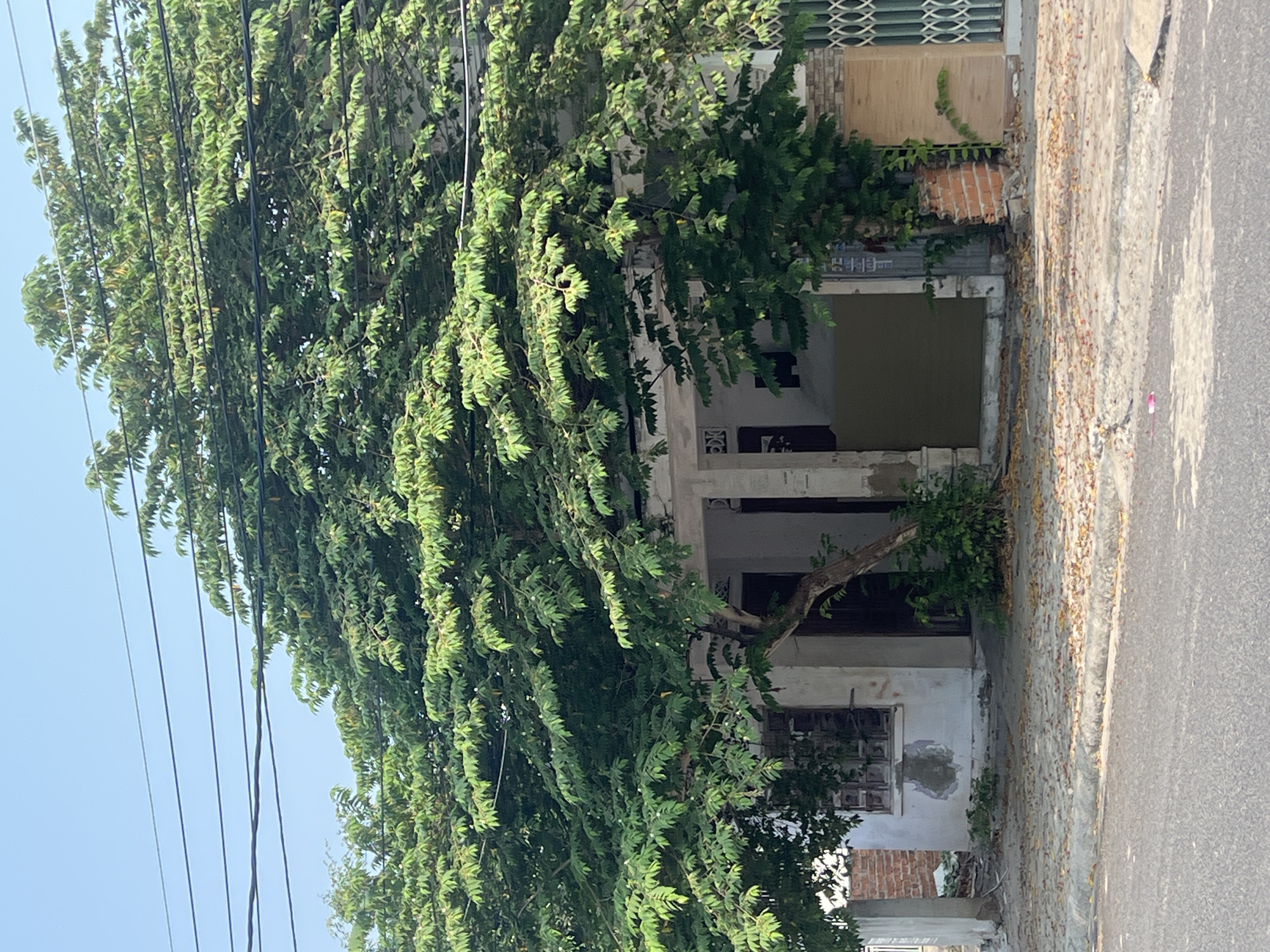 This outdoor shot, taken in Bắc Nha Trang, Vietnam, captures a residential area. The frame is largely occupied by a dense tree, its foliage a deep green. Power lines cut through the sky in the upper-left quadrant. The side of a building is visible behind the tree, displaying a simple, possibly abandoned, façade. Construction materials are visible on the building. A road is present on the right-hand side. The sky is a clear blue. The scene suggests a blend of nature and urban decay.