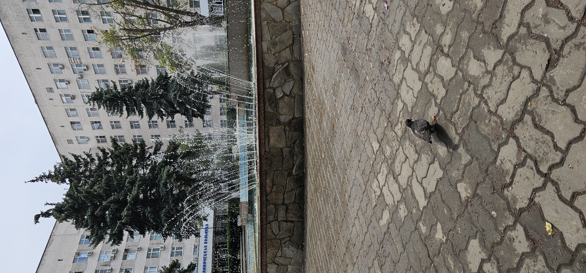 A single pigeon stands on a wet, gray, interlocking paver sidewalk in front of a stone-faced planter. Behind the planter is a fountain with water spraying upwards. In the background is a large, light-colored, multi-story building with many windows. Trees are visible both in front of and behind the fountain, some of which are evergreens. The sky is overcast. The building's facade appears to be brick. A sign with Cyrillic lettering is visible above the entrance to the building. This scene is located in Rostov-on-Don, Russia, at the Rostov State Medical University Hospital.