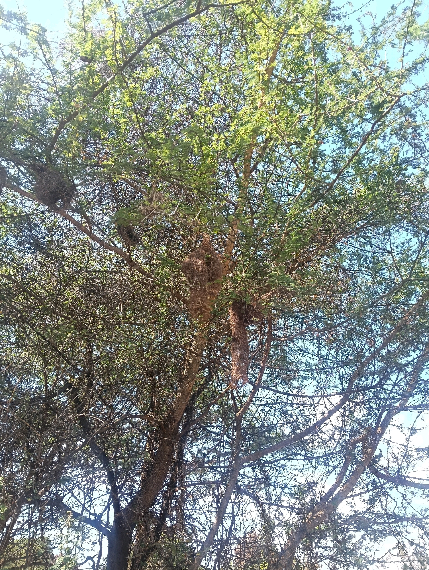 A medium shot photograph taken from a low angle looking up at a thorny acacia tree filled with multiple bird nests. The tree has a thick trunk and many branches, some of which are covered in thorns. The leaves are small and green, and the sky is visible through the branches, appearing bright blue. Several round, woven nests are visible in the tree, some clustered together and others hanging individually. The scene is outdoors and appears to be in a natural environment, possibly in Mutitu/kaliku ward, Kenya.