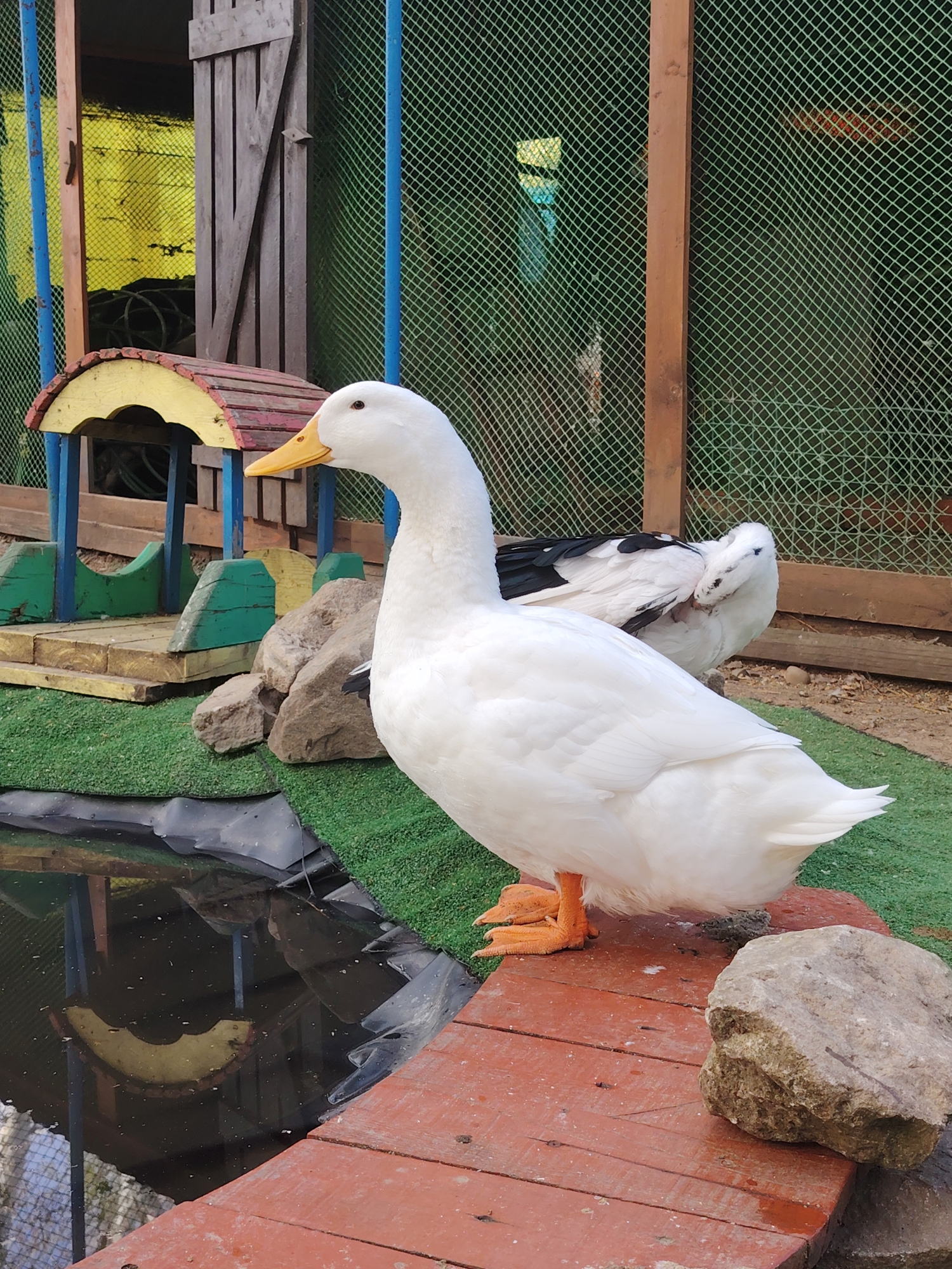 A white duck stands on a red wooden platform next to a small pond. Behind the duck, there's green artificial turf, rocks, and a second duck with white and black plumage. In the background, there's a wooden structure with a green mesh fence, a small decorative birdhouse with a yellow and red roof, and a shed-like structure with a yellow interior visible through an opening. The scene is likely a backyard or a small enclosure. There is no information to suggest that the location is in the city of Chaikovsky, Russia.