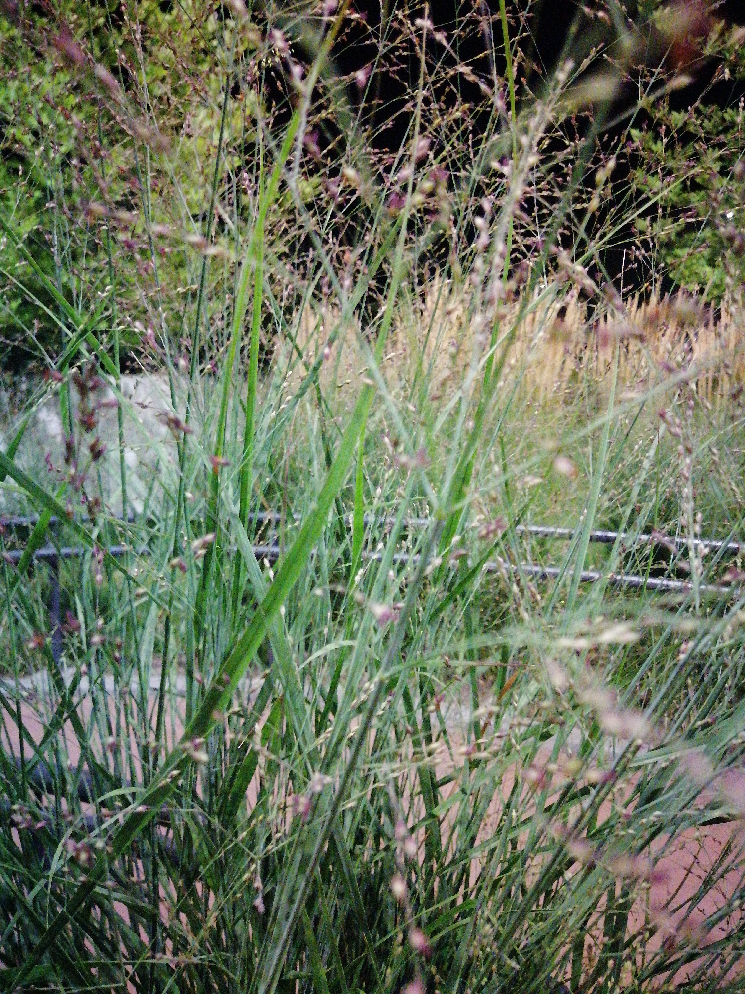 The image shows a close-up view of tall green grass with some lighter brown seed heads. The grass is dense and fills the frame. In the background, out of focus, there appear to be more plants and some dark shapes, possibly trees or foliage. There are also two horizontal metal bars visible, which could be part of a fence or railing, suggesting an outdoor urban or park setting. The overall impression is one of natural growth within an environment that might be maintained or landscaped. The lighting suggests it might be late afternoon or evening, or an overcast day. There are no people or animals visible in the image. The image does not contain any specific geographical markers to pinpoint a location within Kremenchuk, Ukraine.
