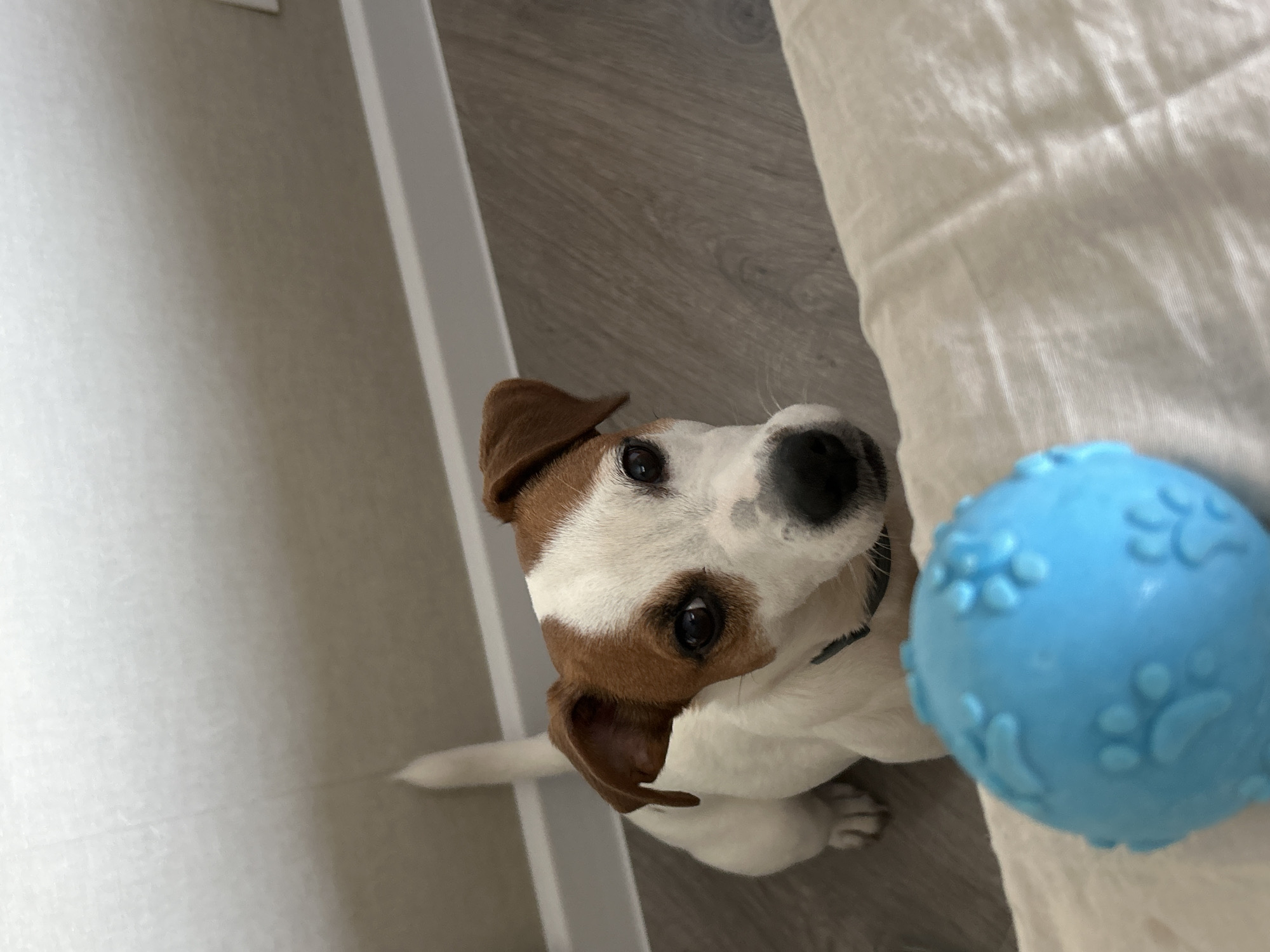 A high-angle, top-down shot captures a small to medium-sized dog looking directly up at the camera, seated on a light-colored wooden floor. The dog, likely a Jack Russell Terrier or similar breed, has predominantly white fur with distinct brown markings on its head and ears, and a black nose. Its dark, expressive eyes convey attentiveness or anticipation. Its white tail is visible wagging or extended on the left side of its body.
To the right of the dog, partially in the frame, is a bright blue rubber ball textured with raised paw print designs, suggesting it is a pet toy. The dog is positioned towards the left side of the image, while the ball occupies the right foreground.
The indoor setting includes a light-colored wooden floor, a plain white wall or baseboard running along the left edge, and a textured white fabric, possibly a blanket or soft furnishing, on the right side of the frame, near where the blue ball rests. The lighting appears soft and even, typical of an indoor environment. There is no visible text in the image. The scene conveys a moment of interaction or readiness for play between the dog and the person taking the photograph. The provided context indicates the location is Chaikovsky, Russia.