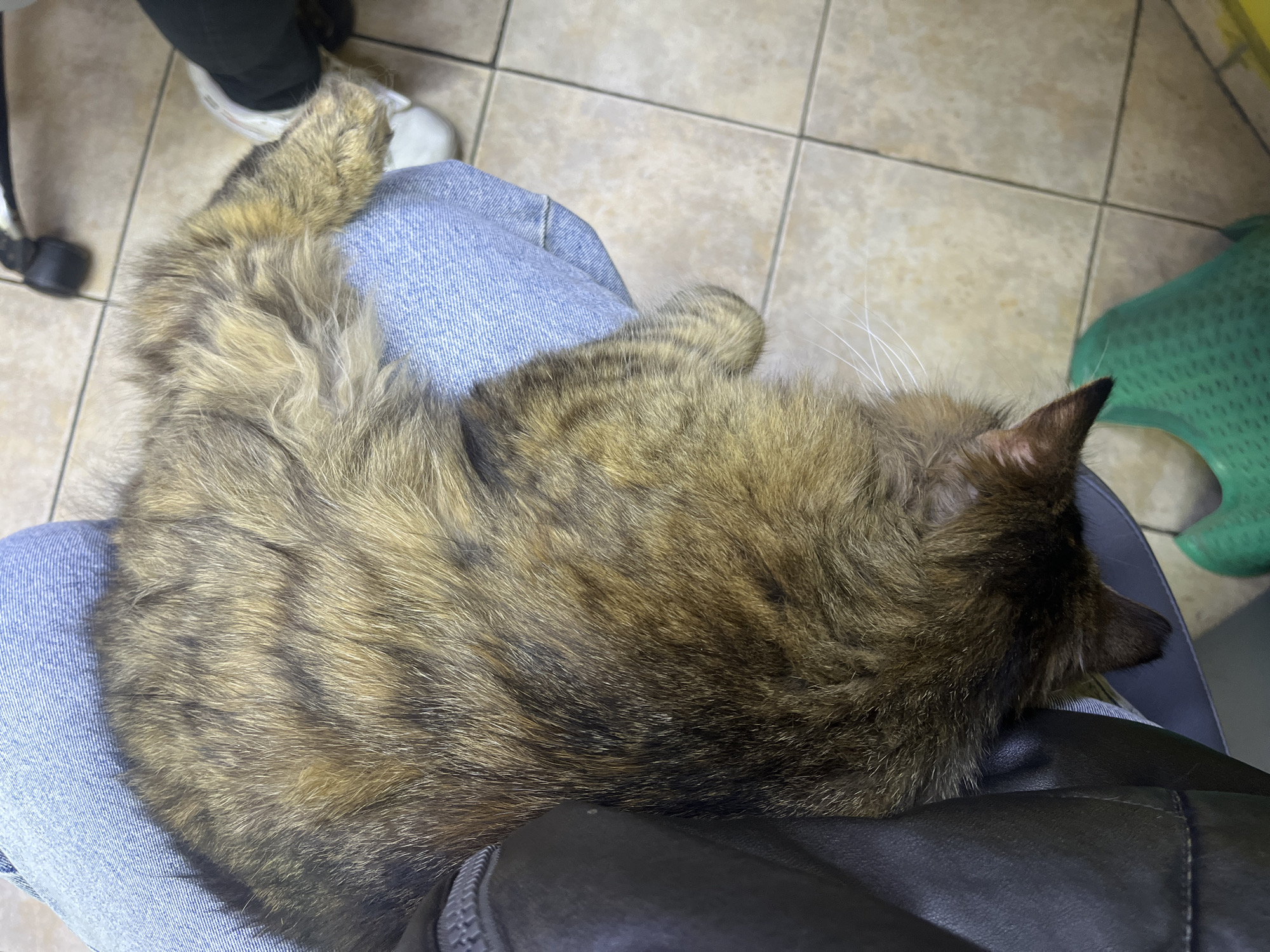 A medium-sized, brown tabby cat is resting on a person's lap, which is clad in light-blue denim jeans. The cat's body is mostly visible, with its tail curled up. Parts of two other people can be seen: one wearing white sneakers and dark pants, and another sitting on a green plastic chair. The floor is tiled with square, light-tan tiles. A black leather jacket lies under the cat’s head and the photo was possibly taken in Asenovgrad, Bulgaria.
