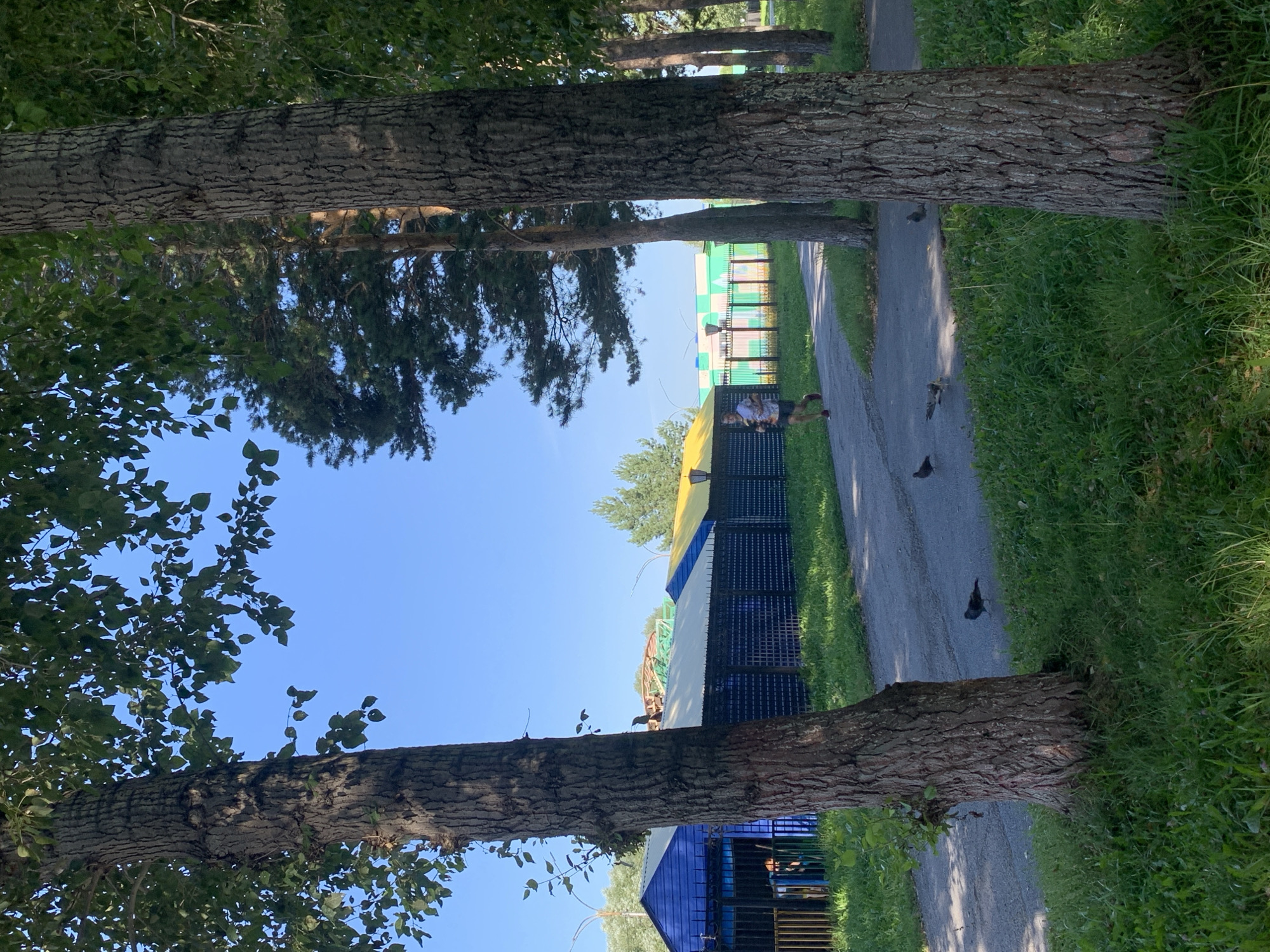 A clear, sunny day is depicted in Prokopyevsk, Russia. The scene is framed by the rough bark of two large trees in the foreground, with lush green grass and dappled shadows on the ground. A paved path curves through the scene, and a person is seen jogging on it. In the background, a row of colorful buildings with bright blue, yellow, and green roofs are visible behind a dark fence. Several pigeons are scattered on the path and the grass. The sky is a bright, cloudless blue.