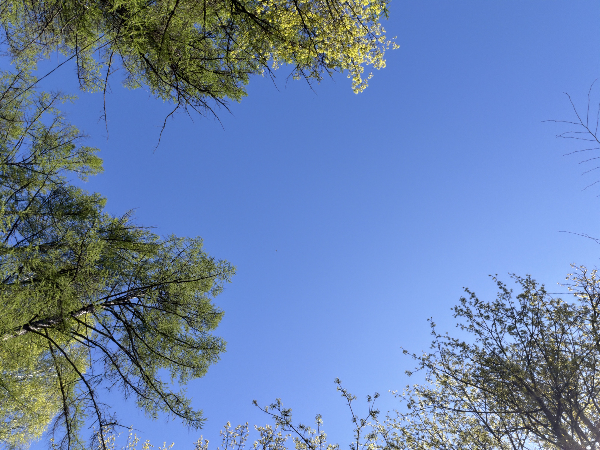 The image shows a view looking up into the sky. The sky is a clear, bright blue. Branches of trees surround the blue sky. There is no other information that indicates the location to be Staraya, Russia. There are no people, objects, actions, or interactions present in the scene. The environment consists of trees and the sky.