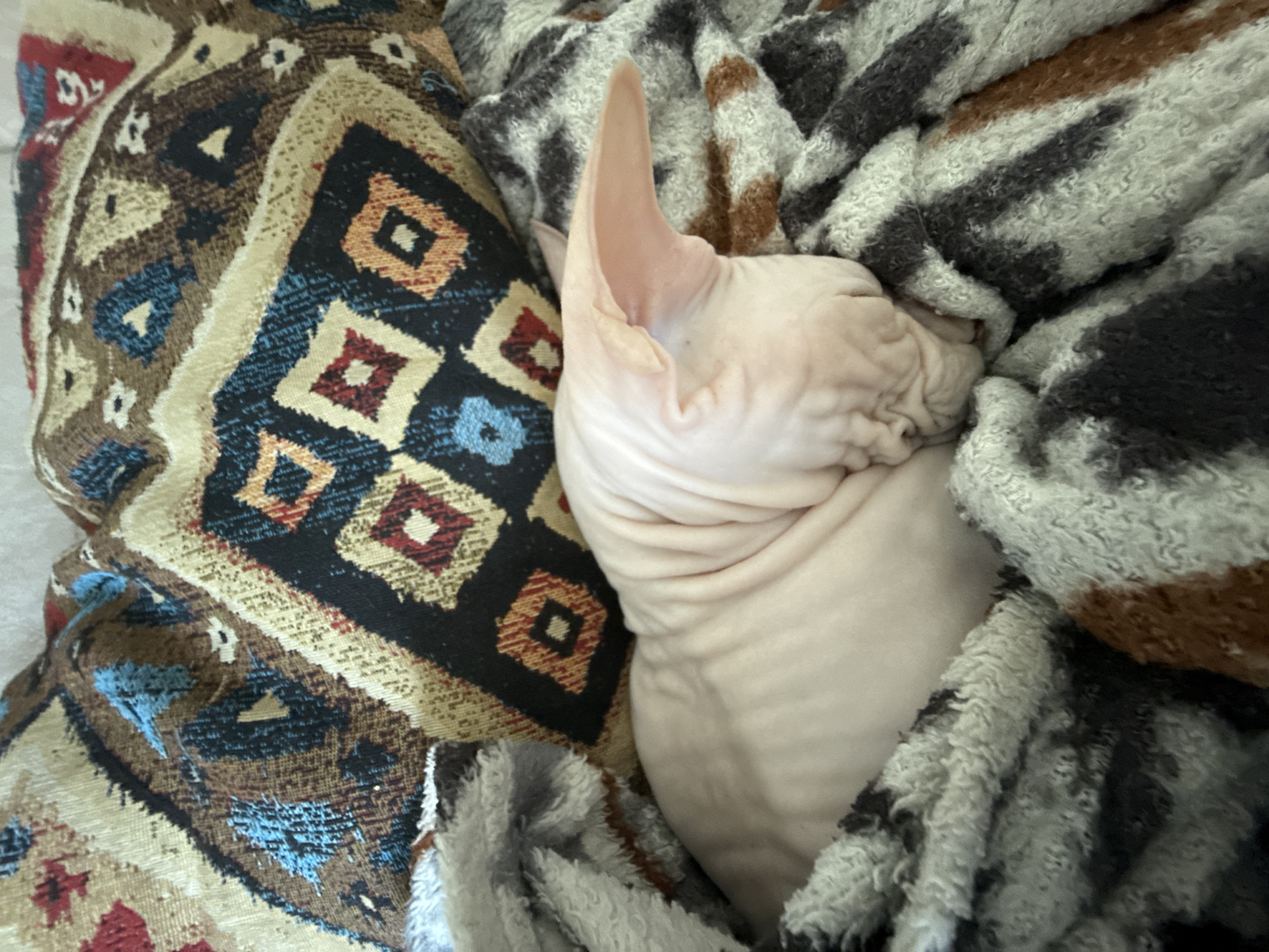 A hairless cat with a wrinkled neck and prominent ears is curled up in a cozy arrangement. It rests partly on a patterned cushion featuring geometric shapes and colors like brown, black, blue, and red. A thick, fluffy blanket with a striped pattern of grey, black, and brown is draped over the cat, adding to the comfortable scene. The cat appears to be sleeping or resting peacefully. The location in Krasnoyarsk, Russia is not discernible from the image.
