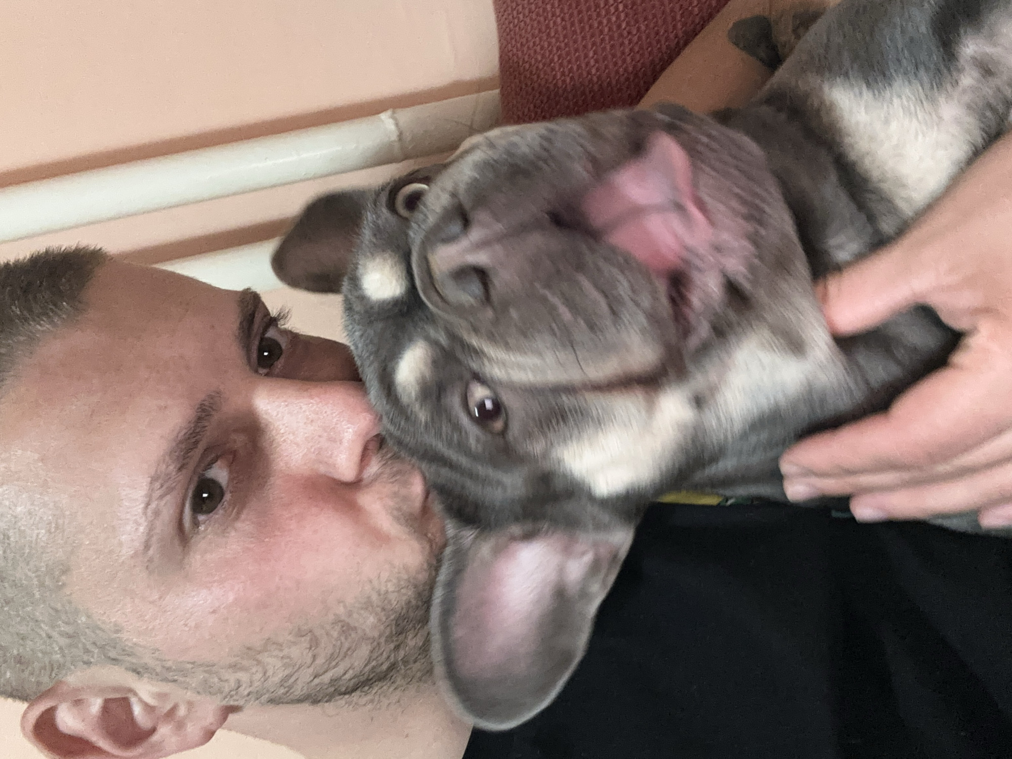 A man is holding a gray and white French Bulldog in his arms. The dog is looking at the camera with its tongue sticking out. The man is kissing the dog on the head. The location is Unknown, Unknown.
