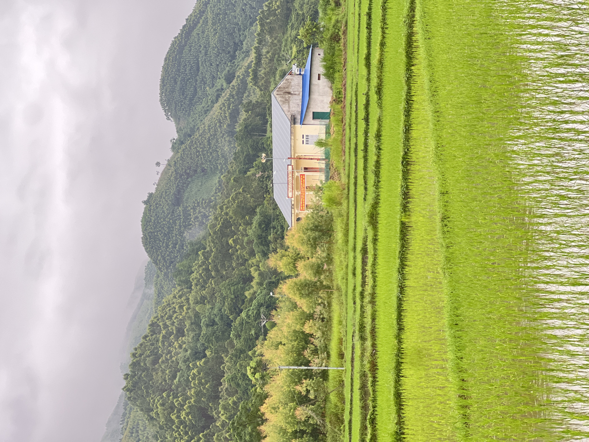 A wide shot captures a rural scene in Tân Thanh Commune, Vietnam, under an overcast sky. In the foreground, vibrant green rice paddies are meticulously terraced, with rows of young rice shoots standing in shallow water. The water reflects the overcast sky and the green stalks.
Behind the rice paddies, a line of trees with a mix of green and reddish-brown foliage separates the fields from a cluster of buildings. A pale yellow building with a gray roof, possibly a community center or a small school, is prominent. It features several windows and a few signs in Vietnamese. Attached to its side is a smaller, single-story structure with a bright blue roof and a green door.
The background is dominated by lush, green, tree-covered hills and mountains that recede into the misty distance. The rolling hills are densely forested, creating a textured, layered landscape. The overall atmosphere is serene and tranquil, typical of rural Vietnam. No people are visible in the frame.