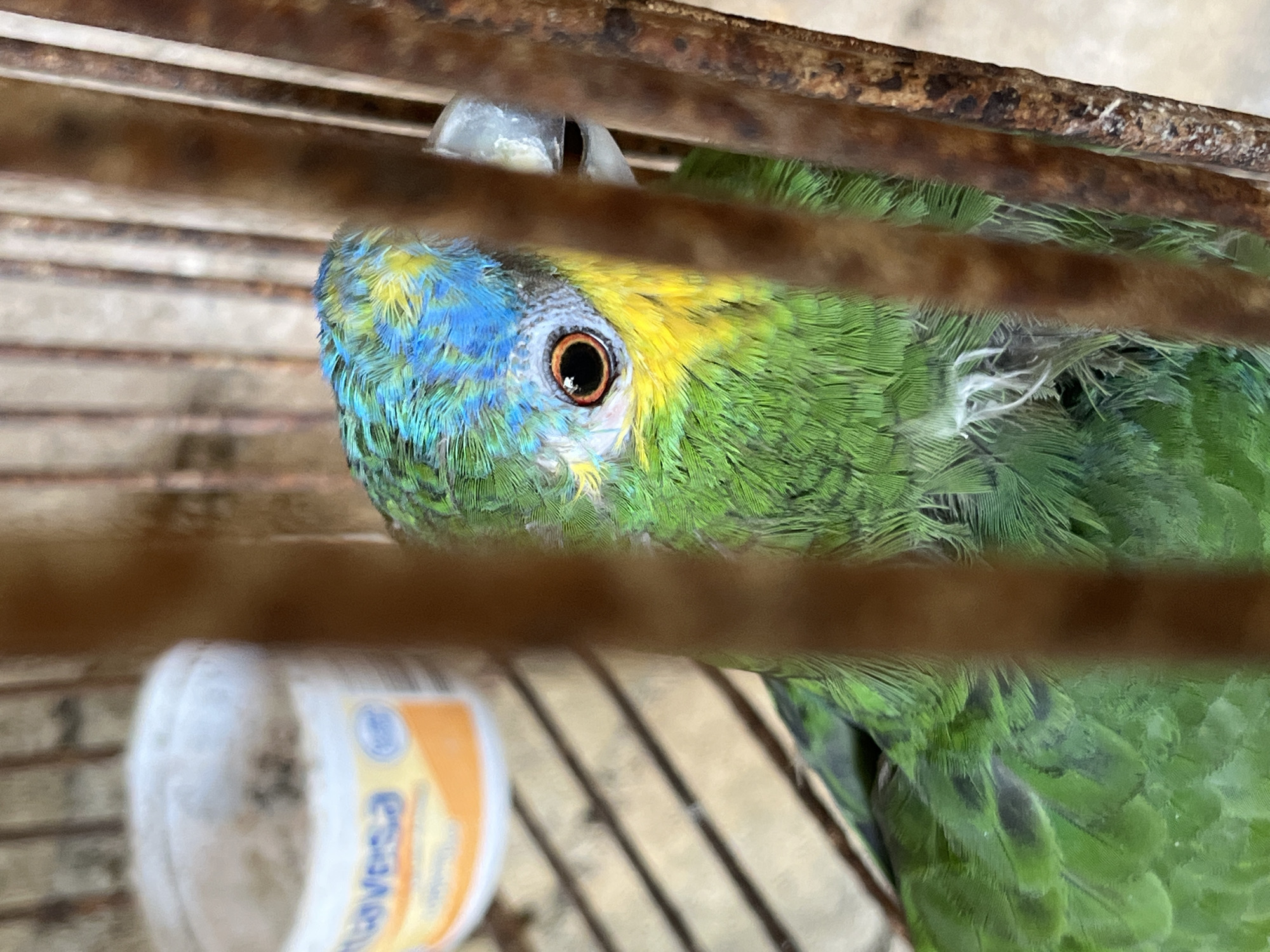 A close-up shot depicts a green parrot with a blue forehead and yellow markings behind the eye, confined within a cage. The cage's bars are visible in the foreground, slightly out of focus. The parrot's eye is prominent. The location is Tinaquillo, Venezuela. A container labeled "Mavessa" is partially visible in the lower left, suggesting a dairy or food product. The cage appears to be made of metal.