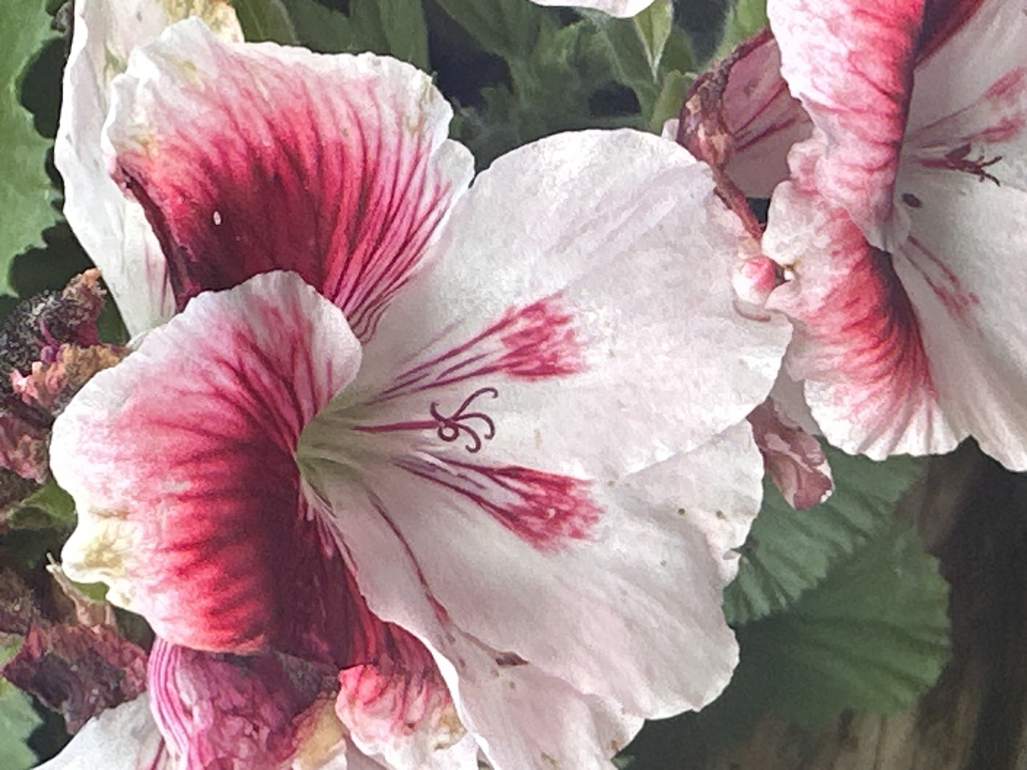 This media file is a close-up, high-angle shot of several pink and white flowers, possibly geraniums, set against a blurred background of green foliage and dark brown material, likely wood or soil. The flowers dominate the frame, with their petals displaying a gradient of color from deep pink at the base to white at the edges, marked by delicate pink veins. One flower in the foreground is particularly prominent, showing its intricate stamen and pistil. Another flower, partially visible in the upper right corner, echoes the same color pattern. The lighting suggests it's daytime, possibly outdoors given the natural elements in the background. The image focuses on the floral subjects, highlighting their texture and detailed markings. There is no visible text. The context provided places the scene in Łódź, Poland.