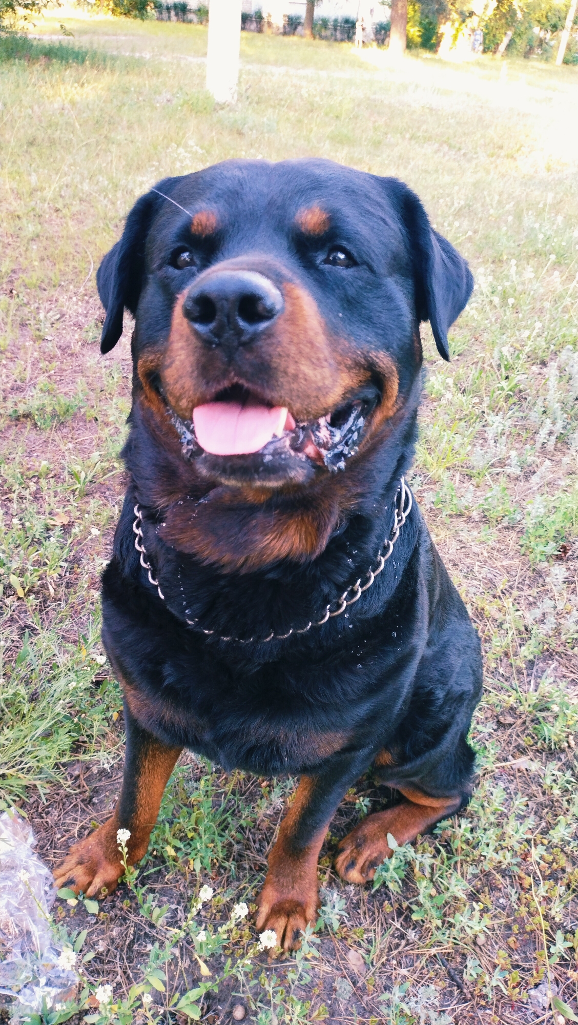 A Rottweiler dog is sitting on grassy ground in an outdoor location. The dog is black and tan with a silver chain collar. Its mouth is open and its tongue is visible. The background shows grass, trees, and a white pole. The image appears to be taken during daylight.