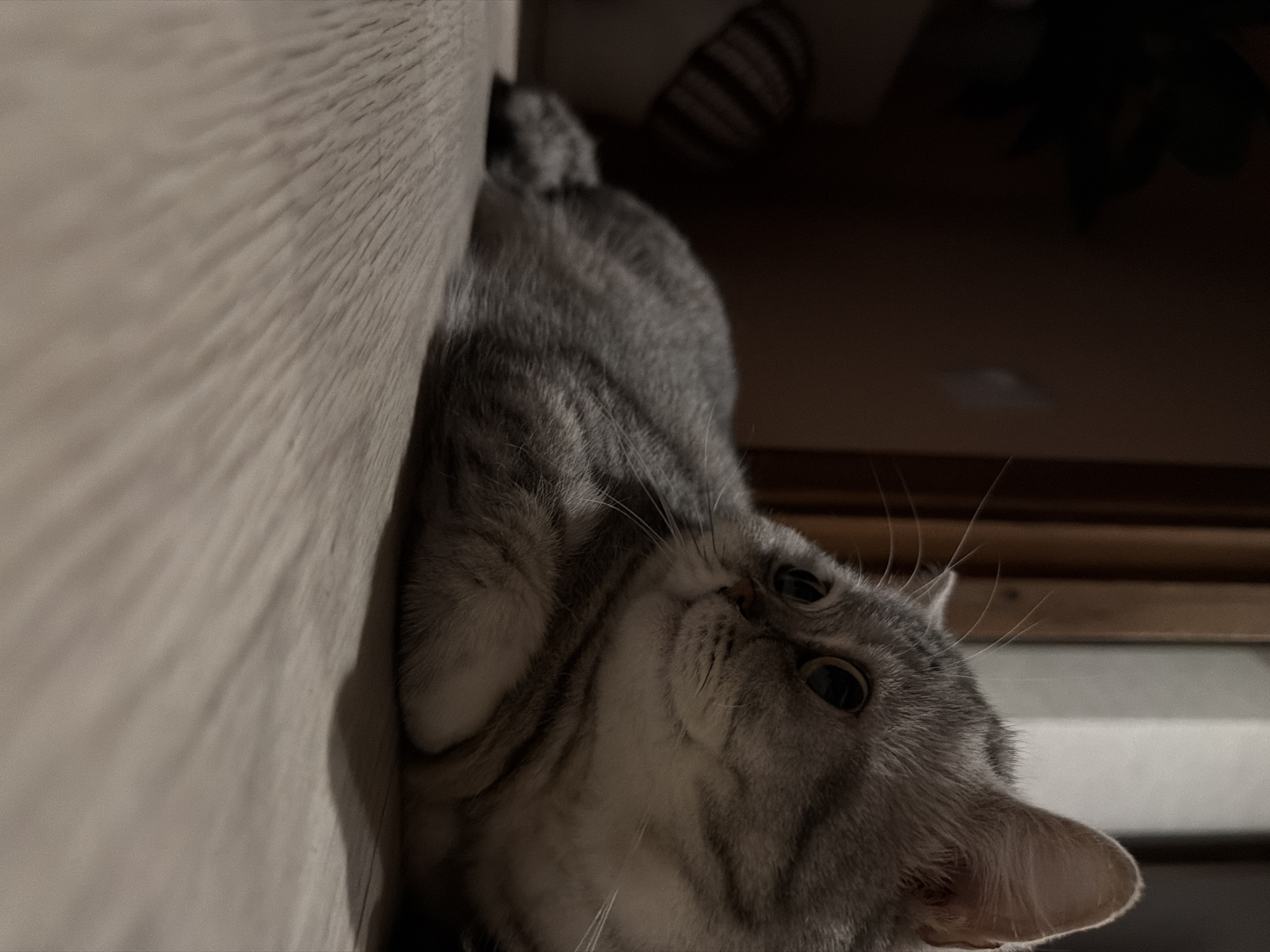 The image shows a gray tabby cat lying on its side next to a light-colored vertical surface, possibly a wall or side of a piece of furniture. The cat's head is tilted upwards, and it is looking at the viewer with its eyes open. The background is dark and out of focus, with hints of furniture or other objects. There is no indication of Chaikovsky, Russia, or any urban environment.