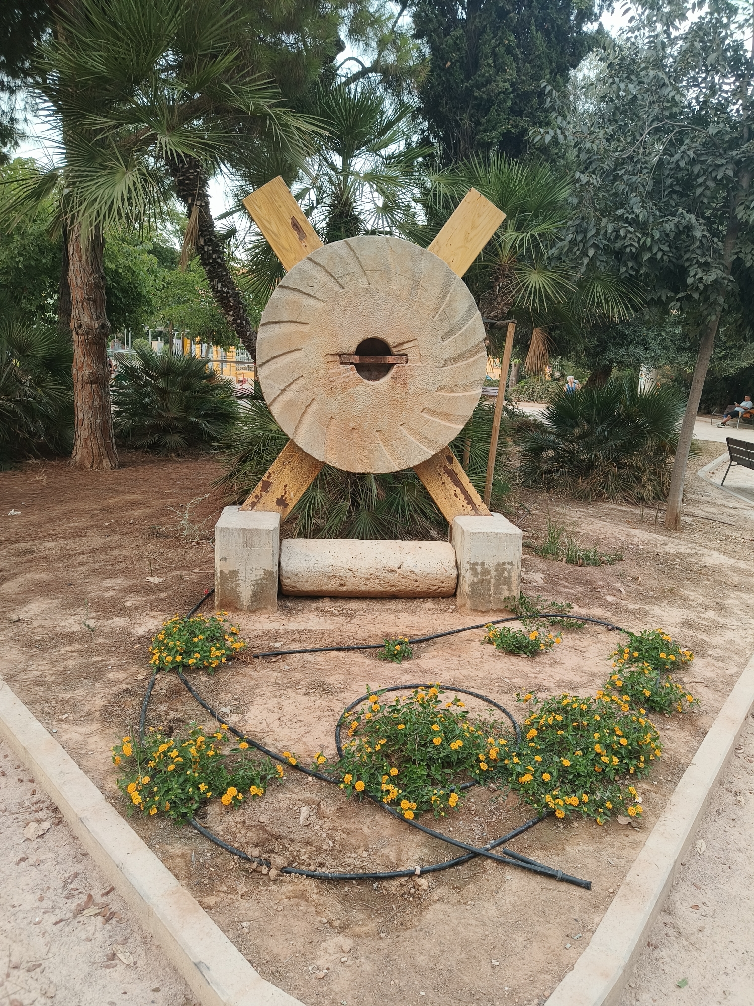 In the city of Benimàmet-beniferri, Spain, a stone millstone is displayed outdoors. The millstone, a large circular object with radiating grooves, is mounted on a yellow, weathered metal support structure that resembles an 'X'. Two concrete blocks support the metal structure. A cylindrical stone rests horizontally in front of the millstone, positioned between the concrete blocks. The ground around the millstone is covered in dirt and pine needles. Several clusters of small yellow flowers are planted in a semi-circular pattern around the base of the millstone, with black irrigation tubing running through them. The background consists of various trees, including palm trees and other leafy vegetation. In the distance, there are hints of park amenities, possibly a playground, and a few people sitting on benches.