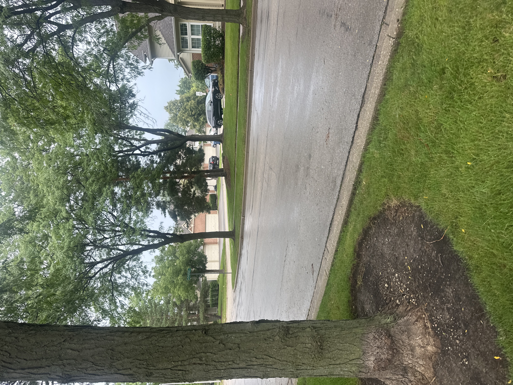 This is a ground-level, medium-shot, eye-level photograph of a suburban street in Schaumburg, Illinois, USA. The foreground is dominated by the thick trunk of a large tree on the left, with its textured bark and exposed roots. Adjacent to the tree is a circular bed of dark soil, partially covered with small stones and debris, bordered by a well-maintained green lawn. A paved street, appearing wet and reflective, runs horizontally across the middle ground, with a concrete curb and a strip of grass separating it from the lawn. In the background, across the street, are residential homes with light-colored siding and darker roofs. Several trees with full green canopies line the street and the properties. A green street sign labeled "Sedgfield" is visible mounted on a pole. A speed limit sign indicating "25" is also present. Parked cars, including a black SUV, are visible in driveways and on the street. The sky is overcast and appears a light gray, suggesting cloudy weather.