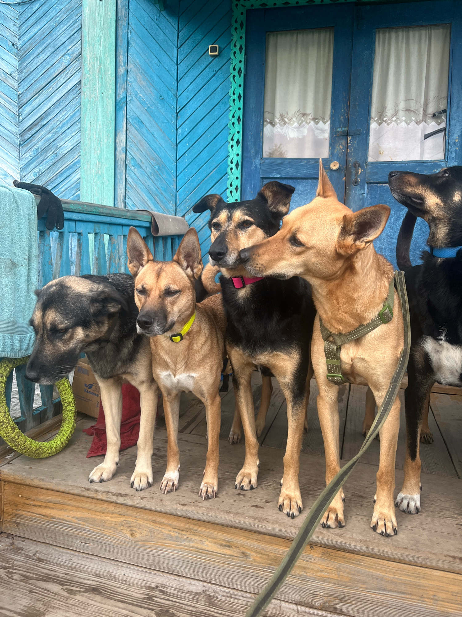 In Nizhny Tagil, Russia, on a wooden porch with a bright blue wooden wall and doors, five dogs are standing. The dog on the far left is a large German Shepherd mix with black and tan fur, wearing a yellow collar. Next to it, a medium-sized tan dog also wears a yellow collar. To its right, a black and tan dog with a pink collar is partially visible. A tan dog with a green harness stands in the center, and a black dog with white markings on its chest and paws is on the far right, wearing a blue collar. A green rope toy lies on the porch to the left. The overall scene depicts a group of dogs gathered on an outdoor porch.