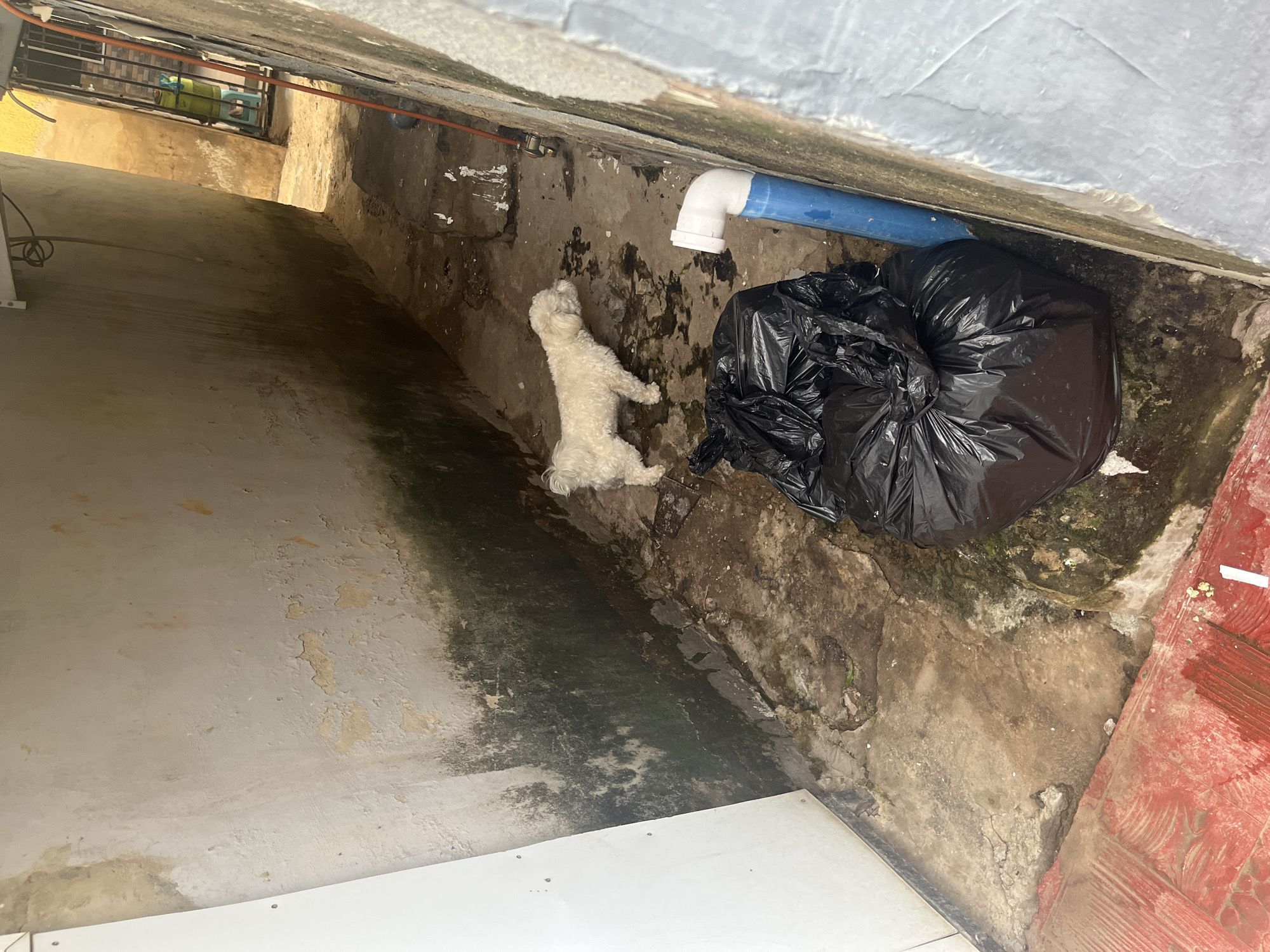 The image depicts a narrow alleyway or passage between two buildings. The walls on both sides are weathered, with peeling paint and patches of green mold or algae, particularly on the left wall. The ground is uneven and appears to be made of concrete or dirt, with some standing water and debris.
In the center of the image, a small, light-colored dog, possibly a poodle mix, stands facing away from the camera. To the right of the dog, there is a large black trash bag. Further to the right, a blue pipe with a white elbow joint is visible, running vertically along the wall. In the background, the alley opens up slightly, revealing a glimpse of another area with a metal gate and what appears to be a green bucket on a stool. The overall impression is one of neglect and disrepair. The context provided about the location being in Abuja, Nigeria, suggests an urban environment, likely a residential or commercial back alley.