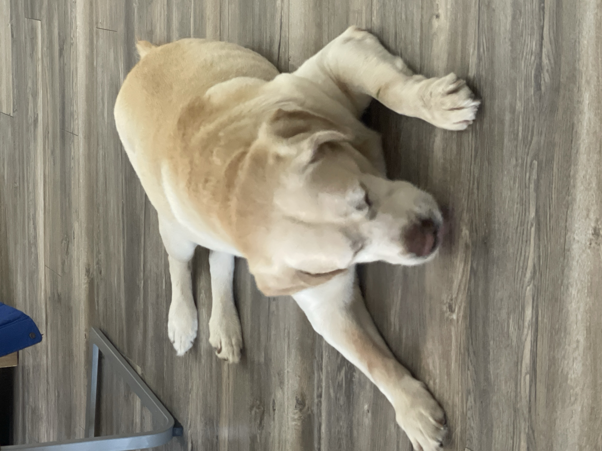 A golden Labrador retriever is lying on a gray wood-look floor. The dog is positioned diagonally across the frame, with its head facing the upper right corner. The dog's body is turned slightly to the left, and its legs are extended. A small section of a blue chair and a metal frame is in the lower-left corner. The location is not discernible as being in Varna, Bulgaria.