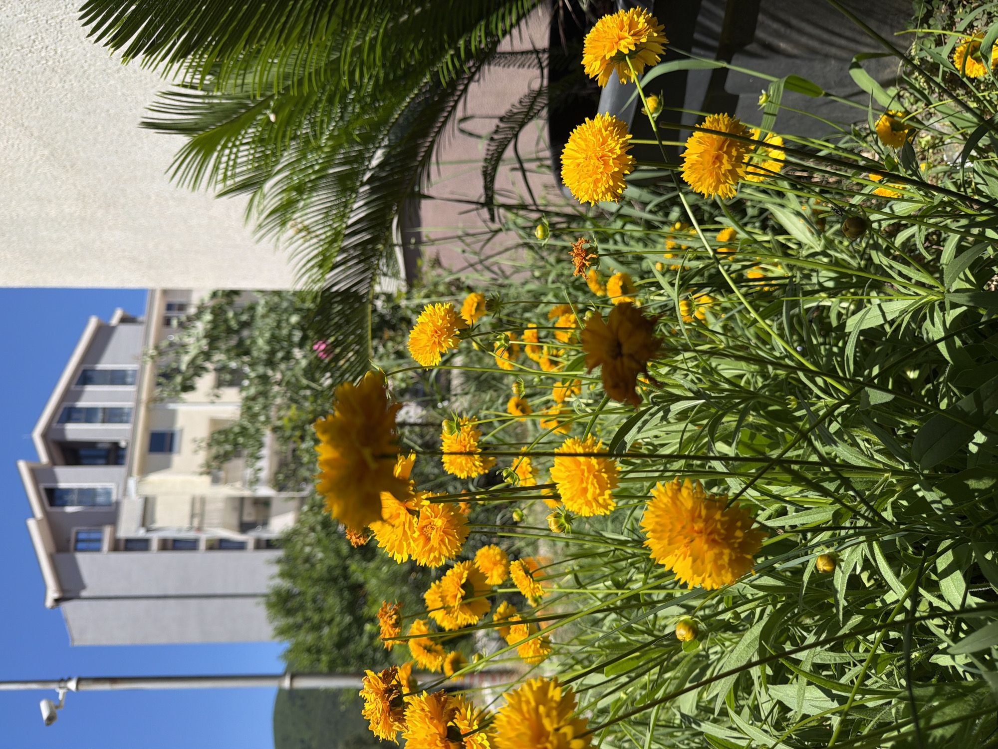 The scene captures a cluster of vibrant yellow flowers in full bloom, with green foliage filling the foreground. Behind the flowers, a low fence is visible, along with what appears to be a palm tree. In the background, a multi-story building is seen, possibly residential or commercial. The sky is clear and blue. This location is in Budva, Montenegro, indicated by the architectural style of the building and the typical Mediterranean flora. There are no people visible in the image. The overall scene suggests a sunny day in a residential or garden area within Budva.