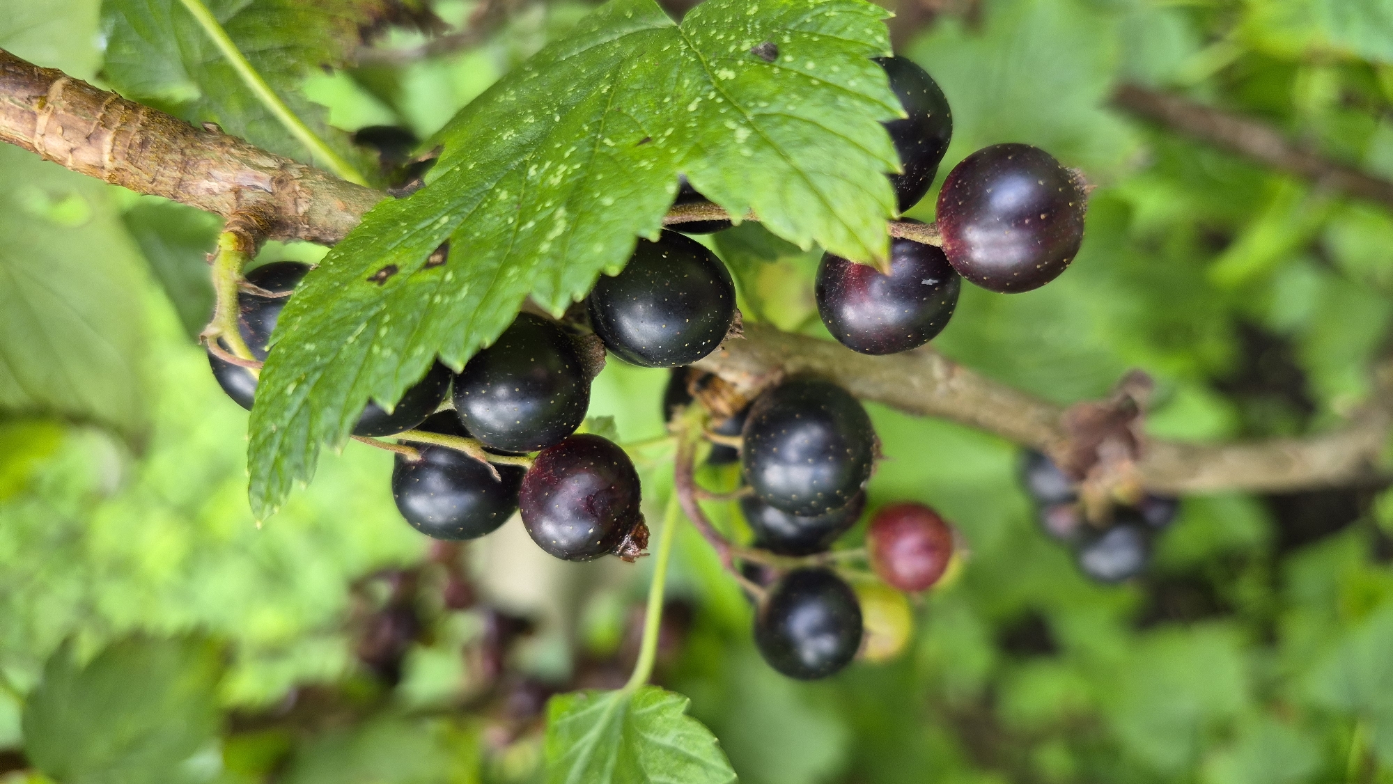 A close-up, eye-level shot captures a cluster of ripe blackcurrants on a branch amidst lush green foliage. The berries, varying in shade from deep purple to black, are plump and round, some with a slight sheen. A few leaves, some with speckled markings, are visible, partially obscuring the berries. The branch is rough and brown, showing a natural, organic texture. The background is a soft blur of green, suggesting a garden or natural setting. The scene is devoid of any human presence or activity. This image was taken in Ļūbaste, Latvia.
